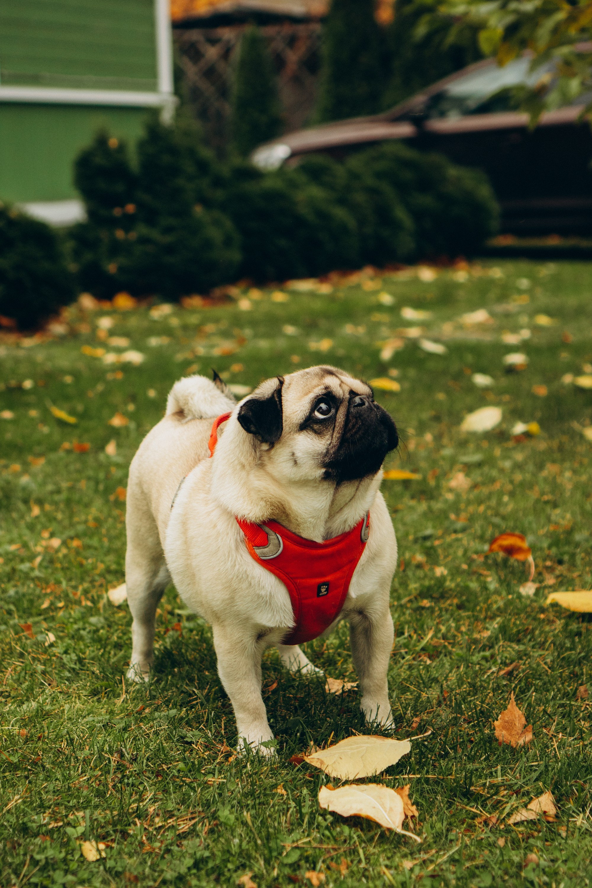 Jelena and her Sandy, Pug and Katja and her Safiir, Cardigan Welsh Corgi. Kat Laisaar — Pet photographer in Tallinn