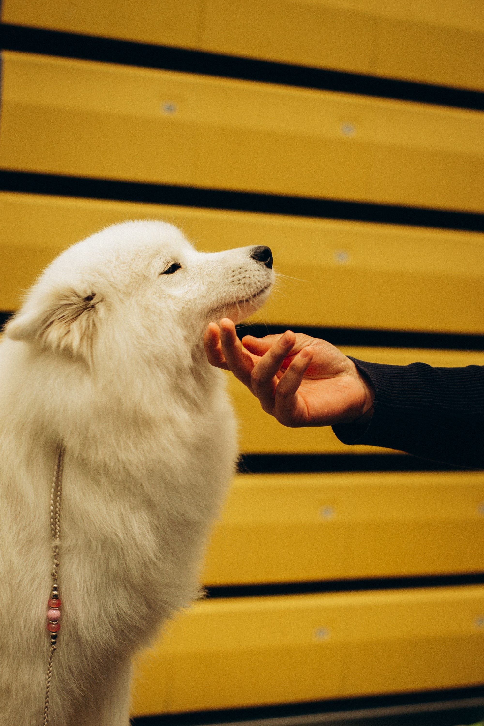 Rakvere Dog Show. Kat Laisaar — Pet photographer in Tallinn