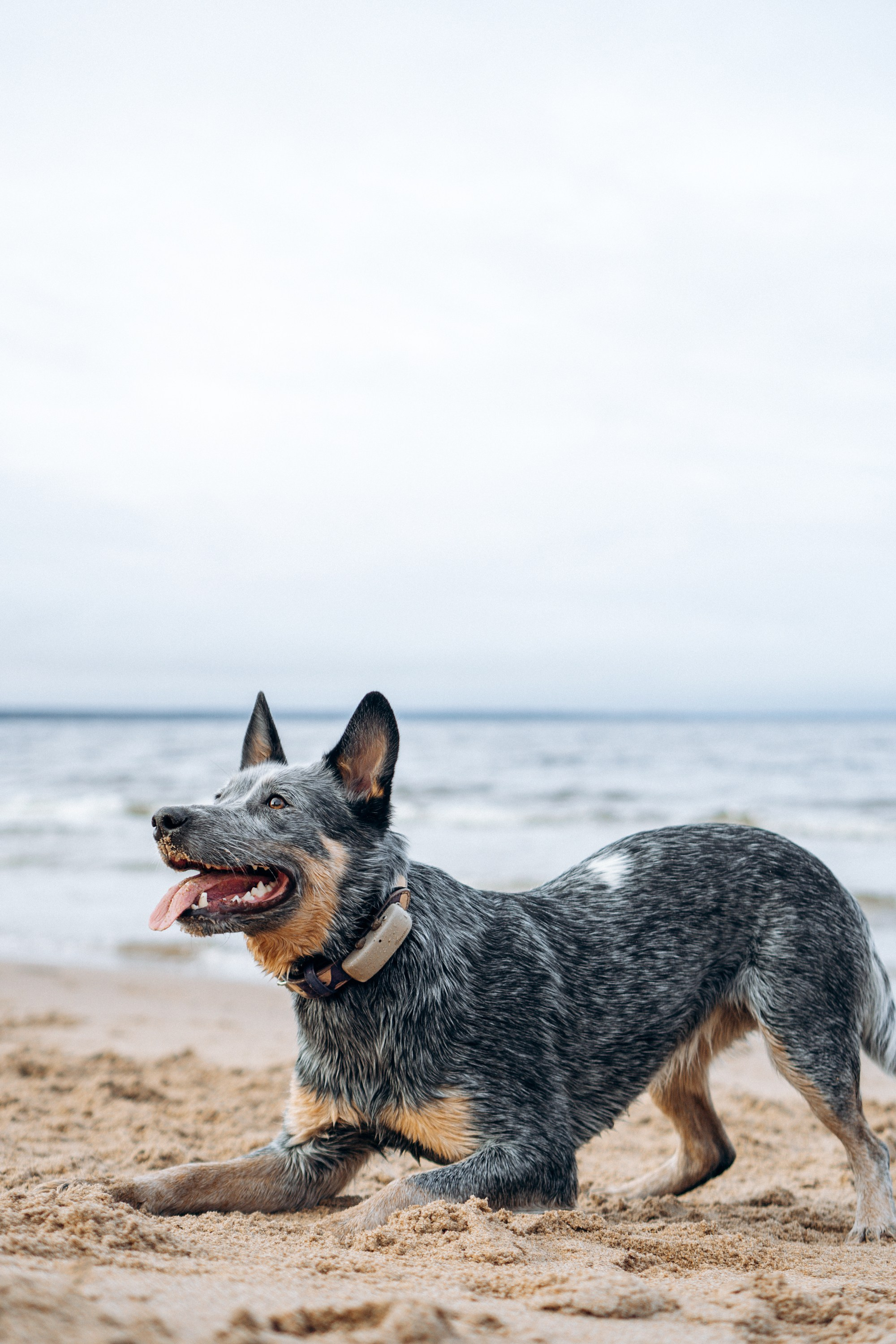 Polina and her Dakota, Australian Cattle Dog. Kat Laisaar — Pet photographer in Tallinn