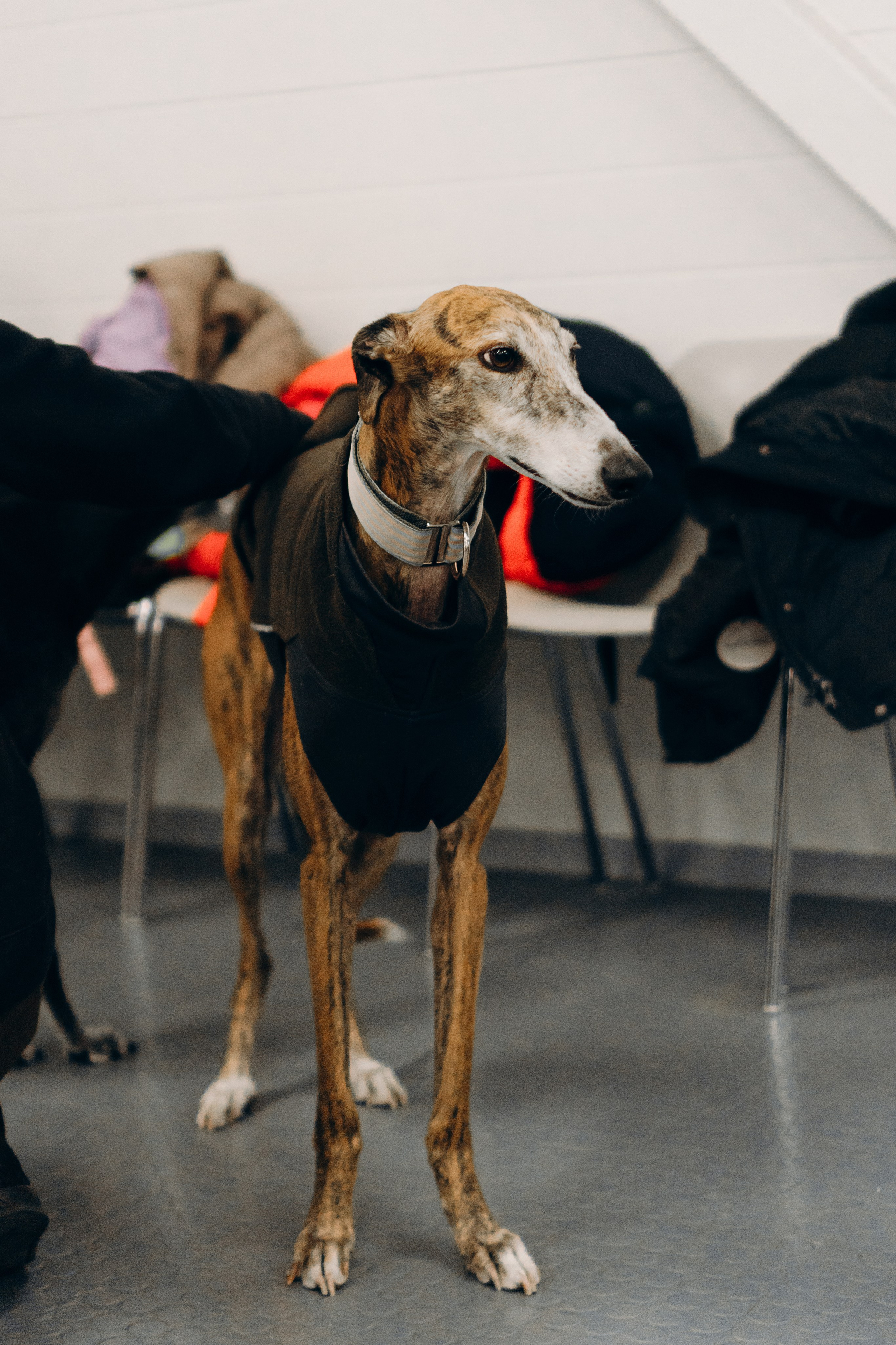 GalgoTreff / PetCity Rannamõisa, 13 apr. 2025. Kat Laisaar — Pet photographer in Tallinn