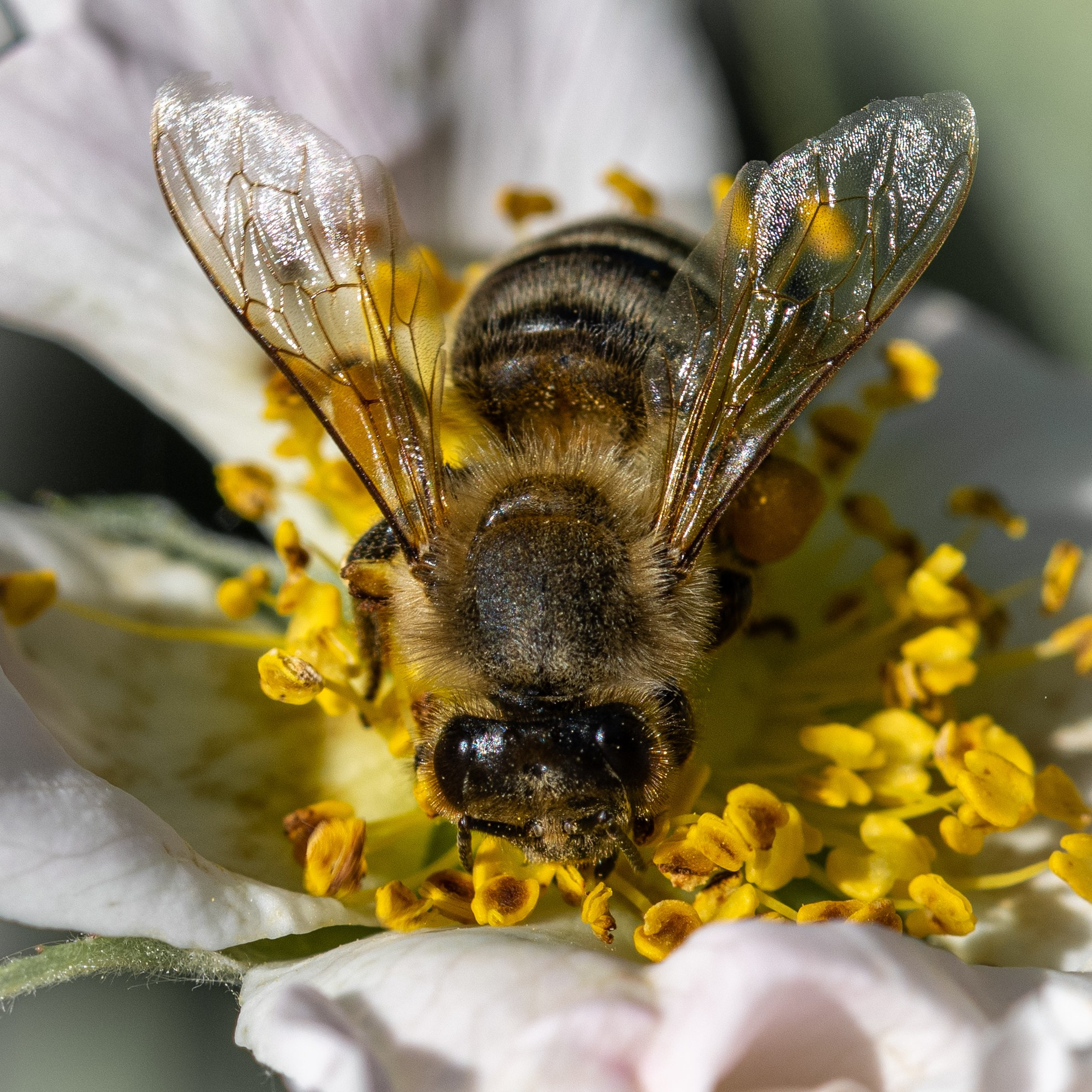 Apicultura Bergadano. “Gianmaria Coscia fotografo per passione”