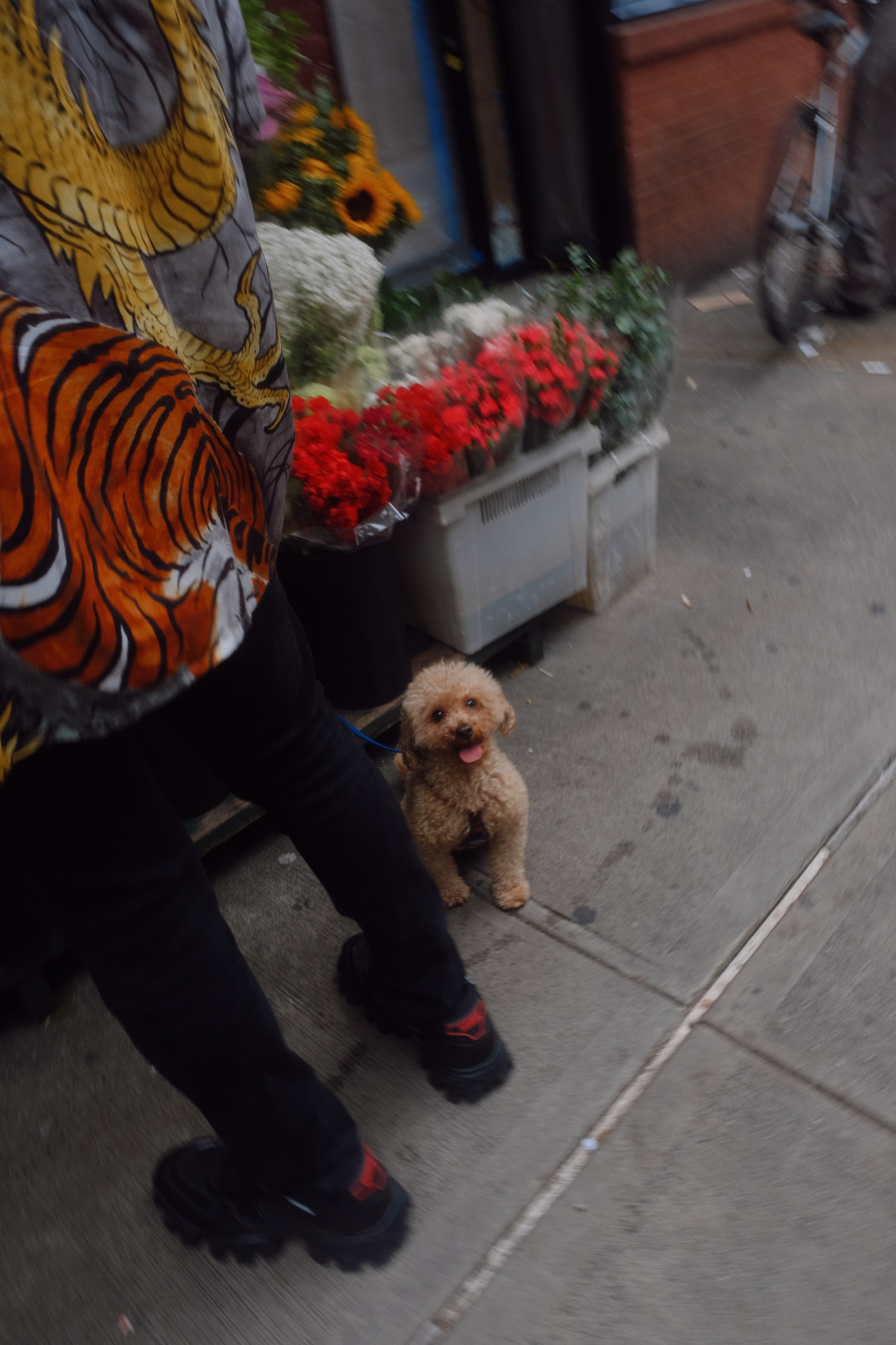 Annie, Egor & Locky. New York Photographer Sveta Zemskova, NYC Photo