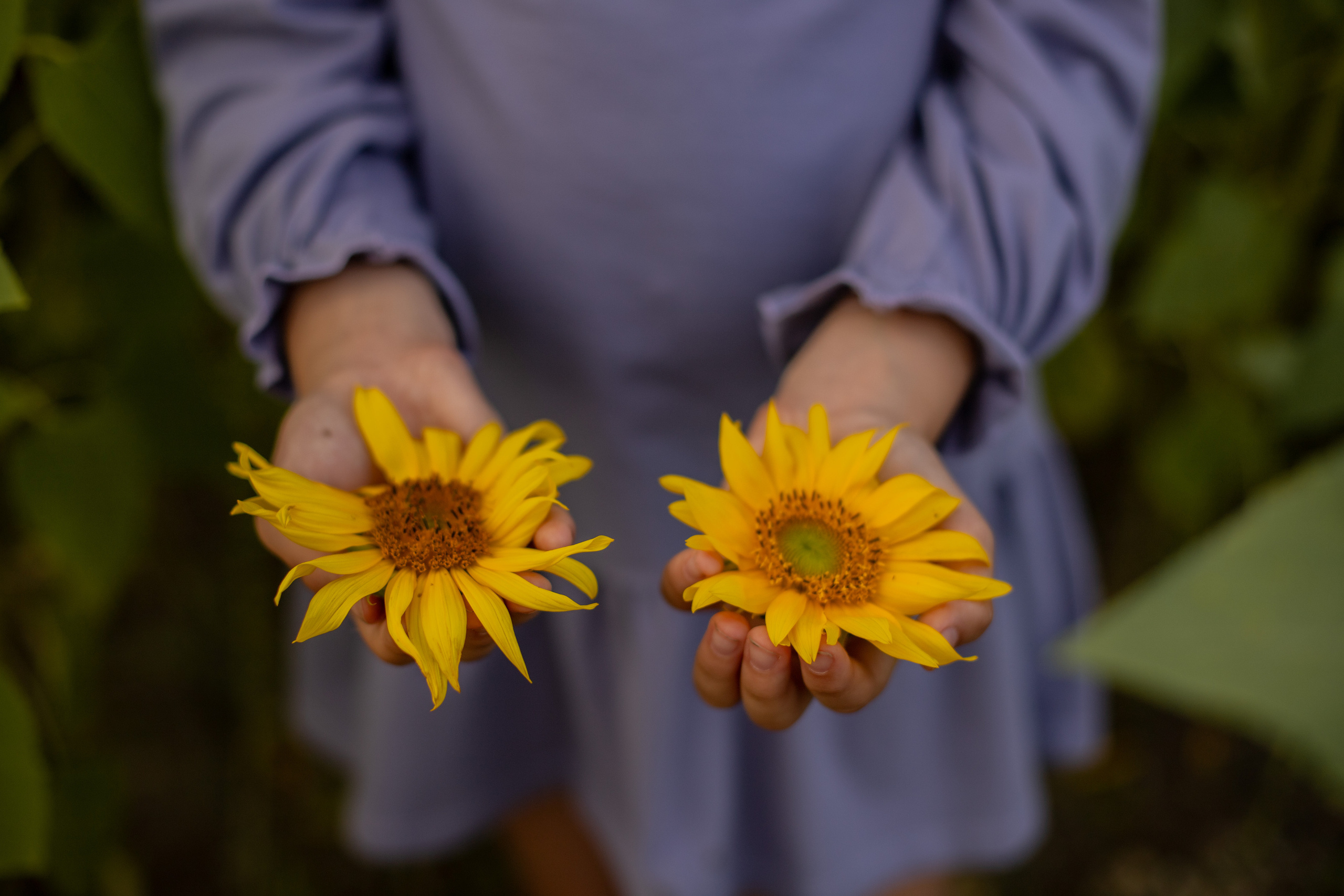 Подсолнухи. Ваш фотограф — Ивета Марченока