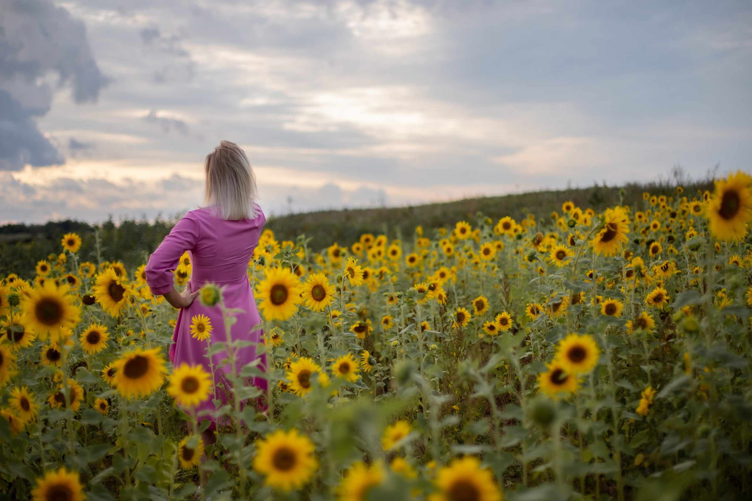 Подсолнухи. Ваш фотограф — Ивета Марченока