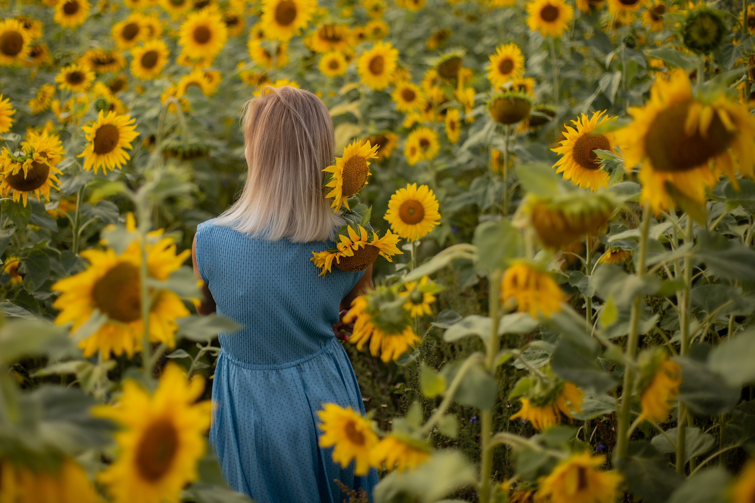 Подсолнухи. Ваш фотограф — Ивета Марченока