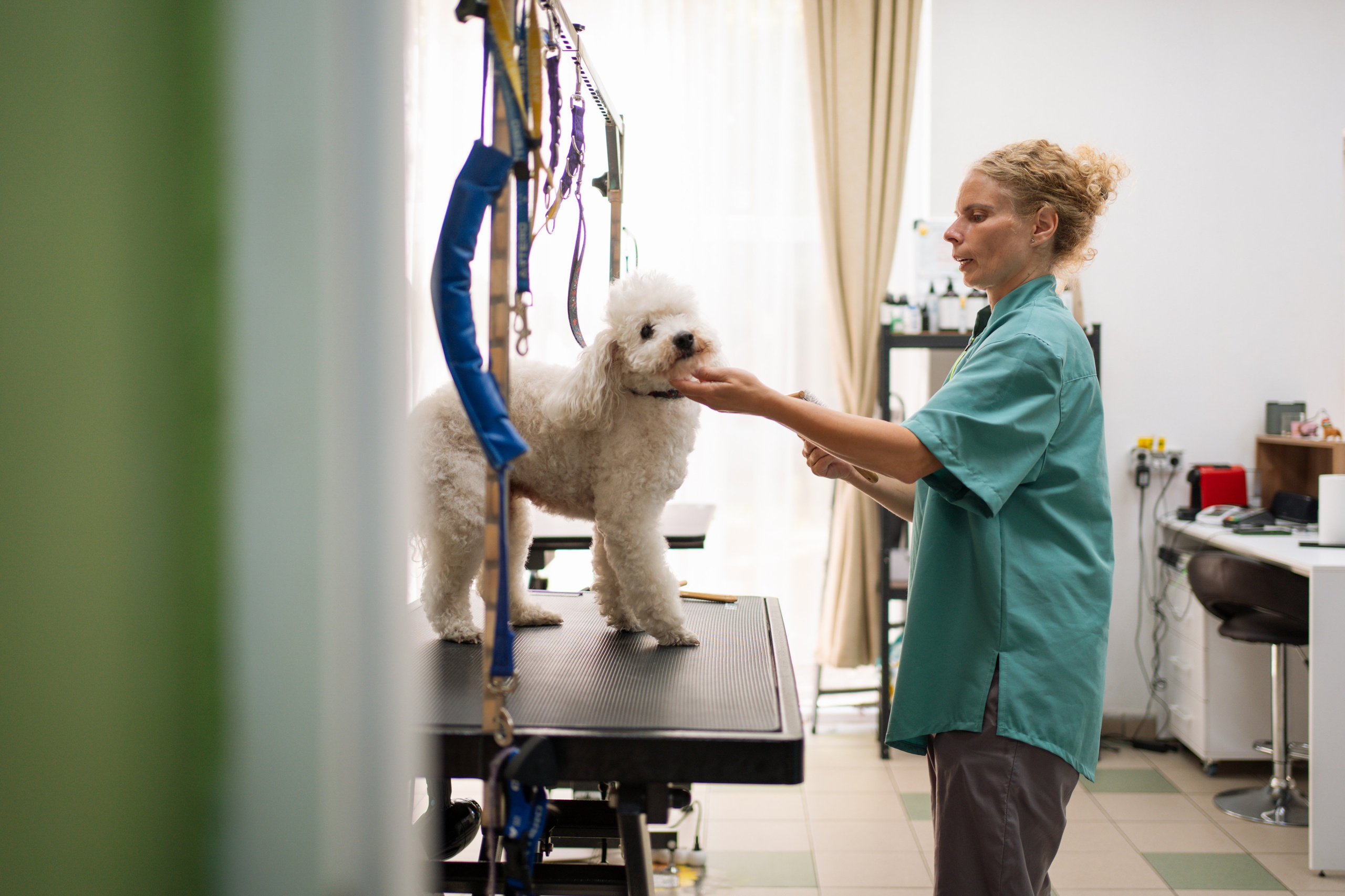 PetGroom Timisoara. Cozac Cristian Photographer