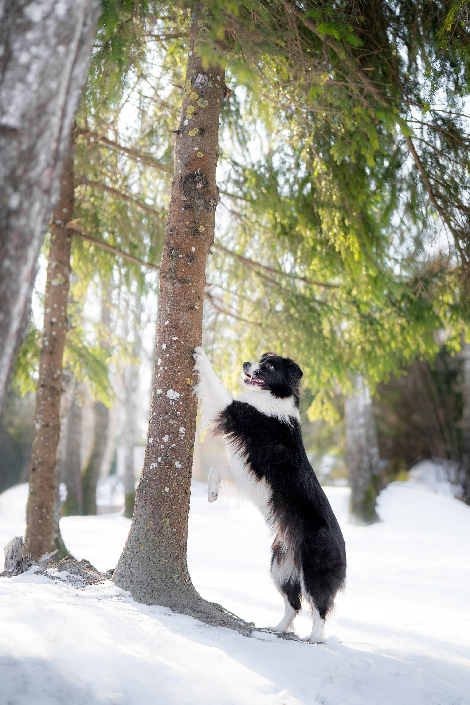Gabija, Deka ir šaltas žiemos rytas. Vita Klimaševska ○ Fluffy Soulmate Photography