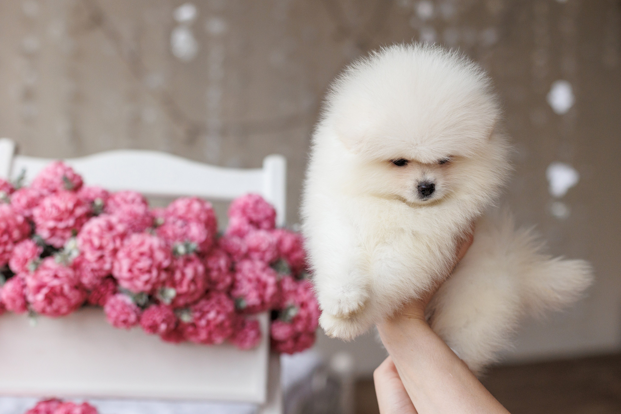 Pomeranian puppies. Семейный фотограф в Кишинёве Пулькина Ольга