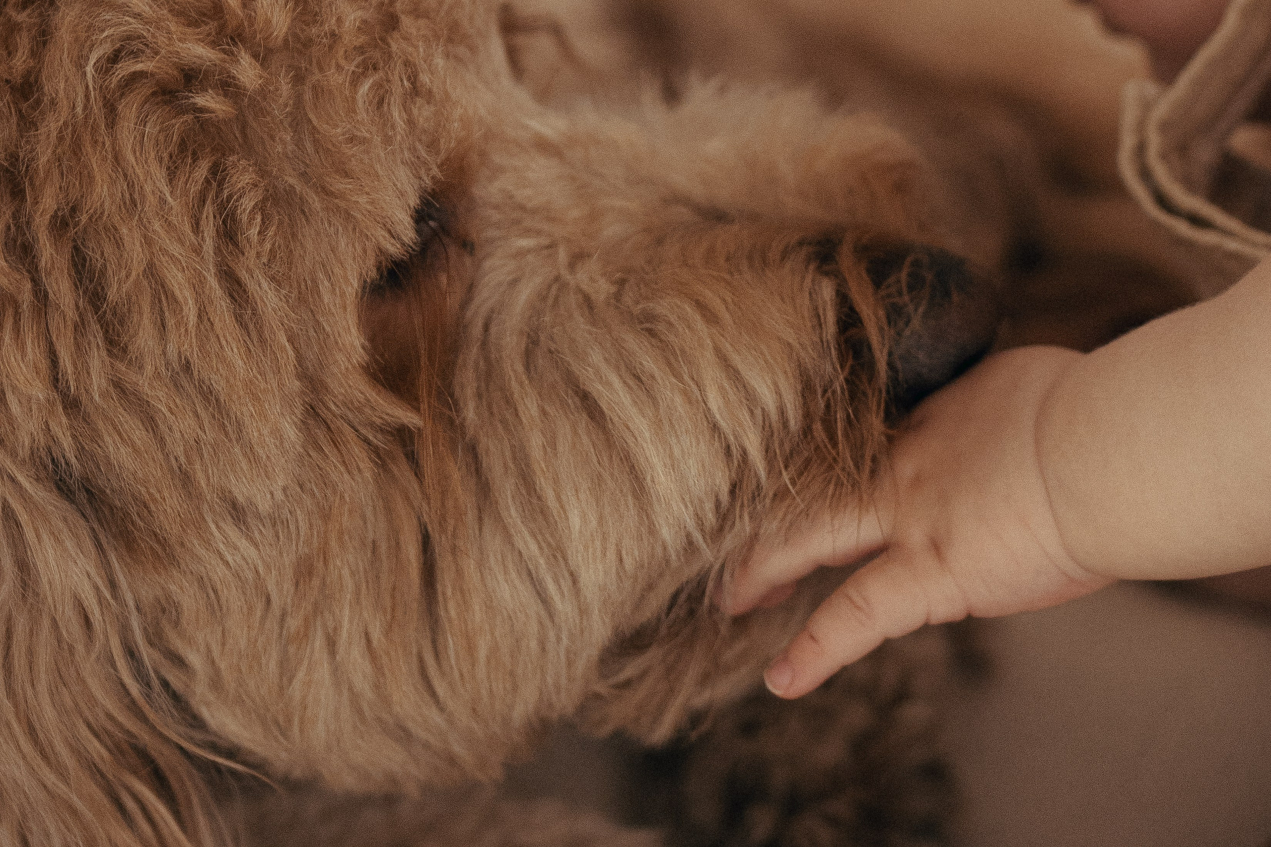 Liam Noah, Angela & Cooper. Wedding & elopement photographer Viktoriya Kravtsov. Las Vegas