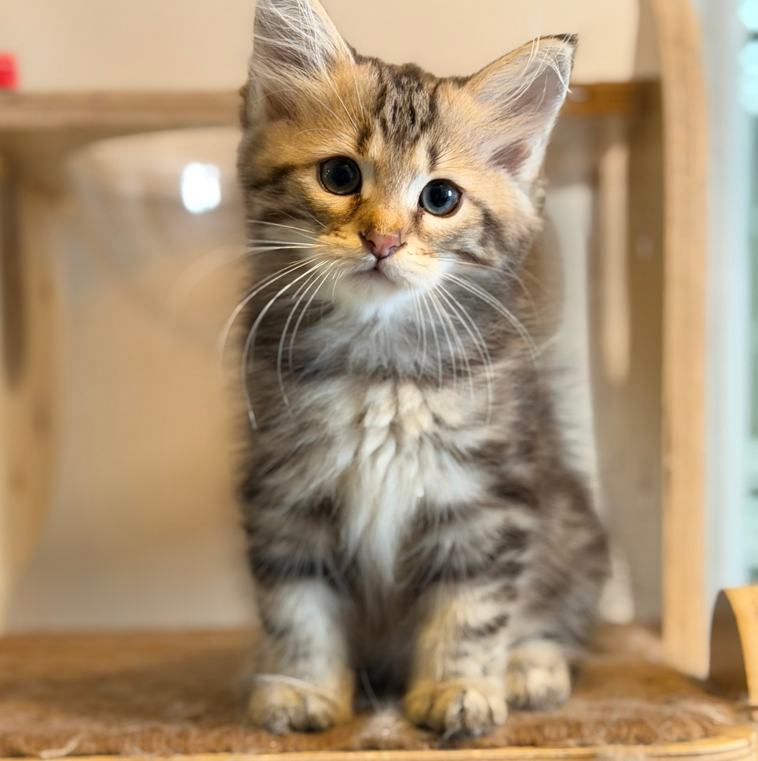 Reserved-Dexter - Brown Classic Tabby Male