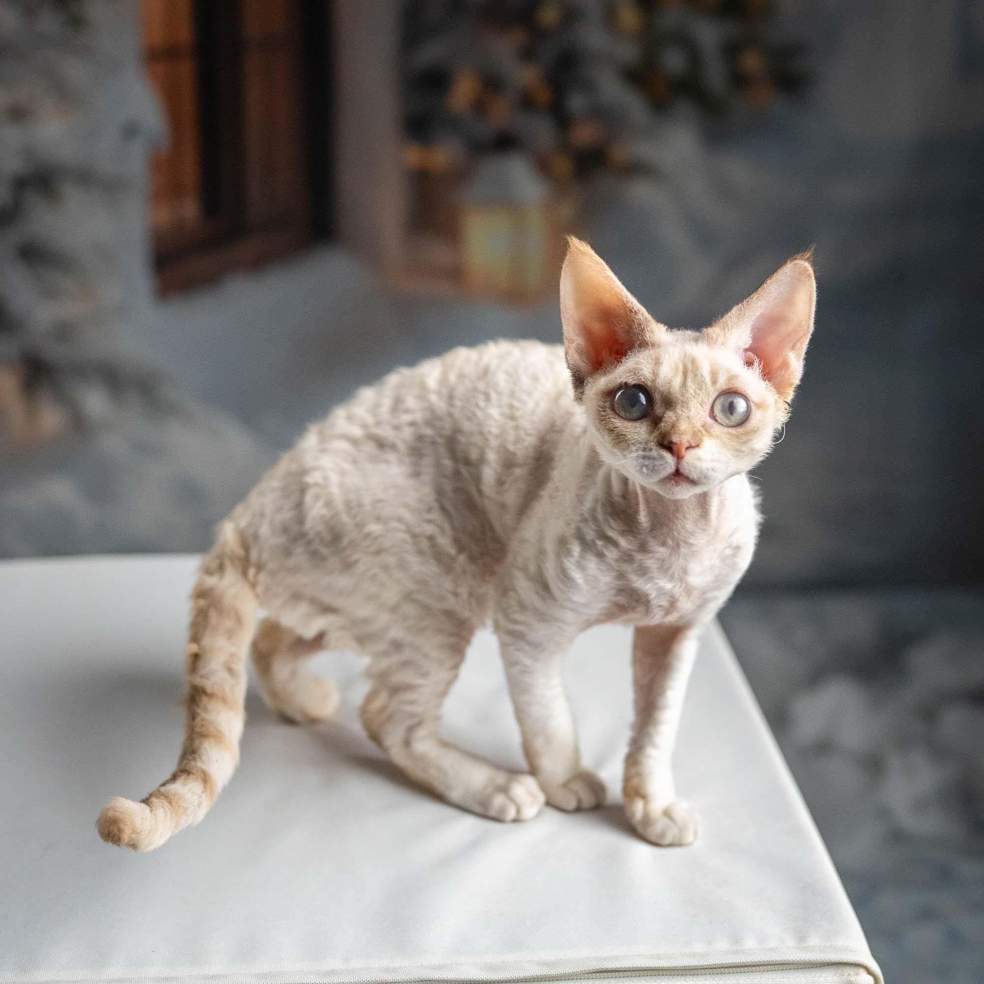 Jessica, girl, born 06.25.2025. Devon Rex Pixie Cattery