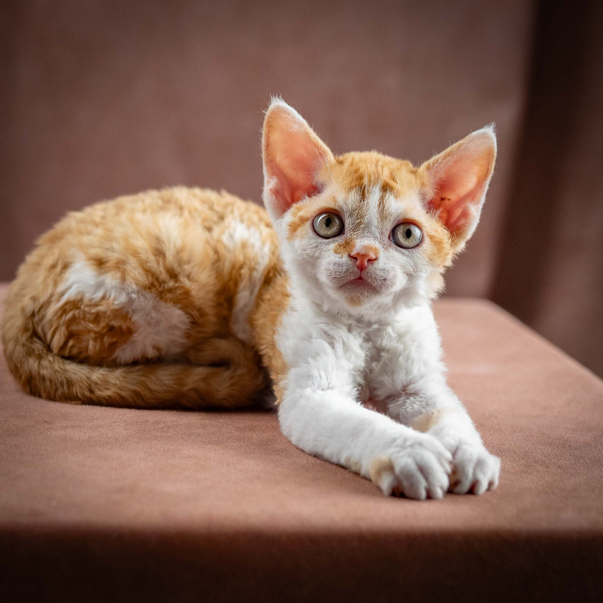 Gary,  boy, born on 01.18.25. Devon Rex Pixie Cattery