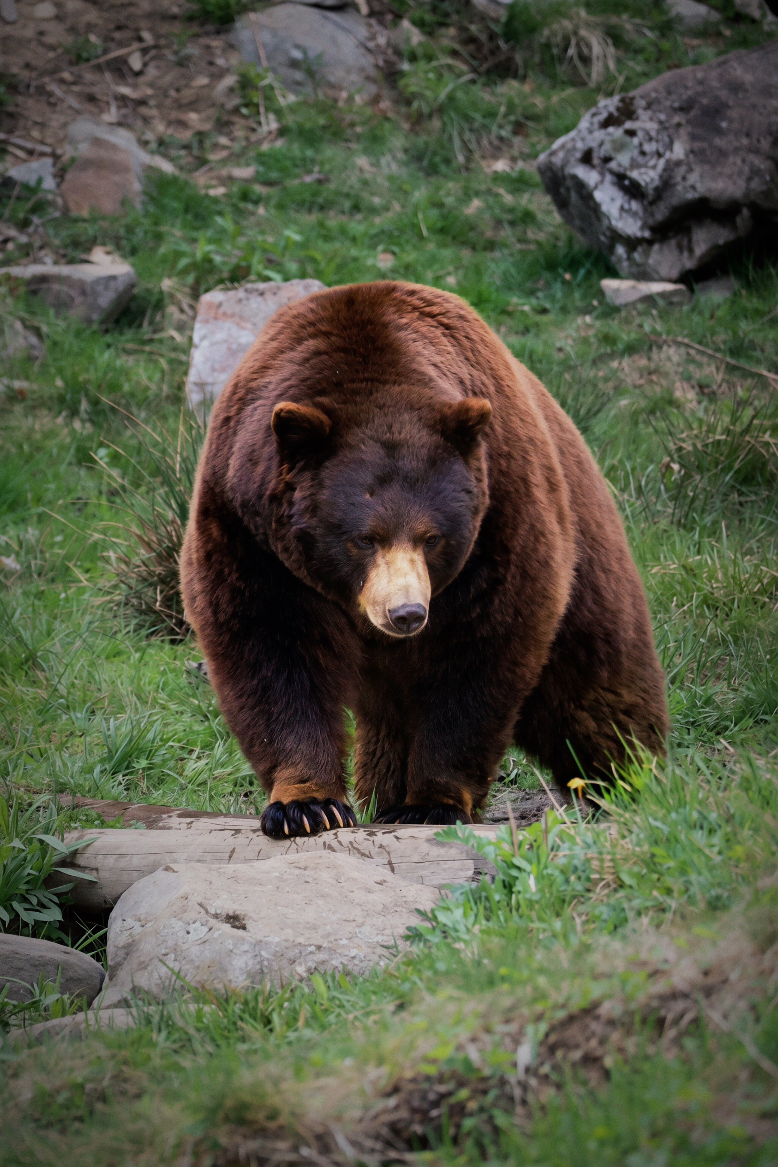 Nature & Wildlife. Navya Sispson | Portrait & Event Photography