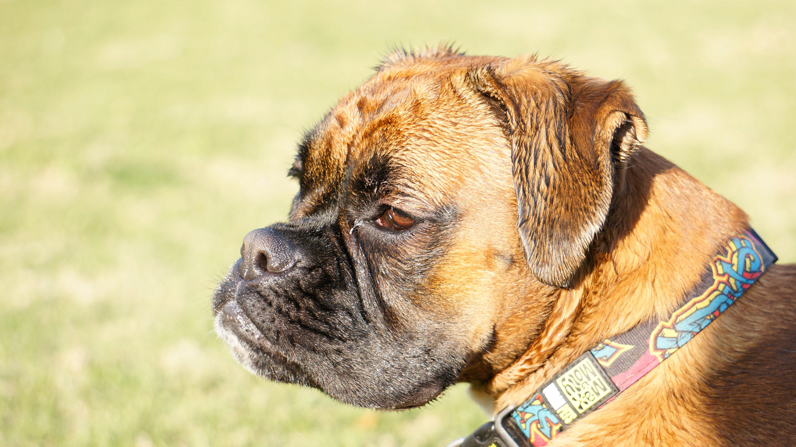 My ״Star״ Boxer Dog