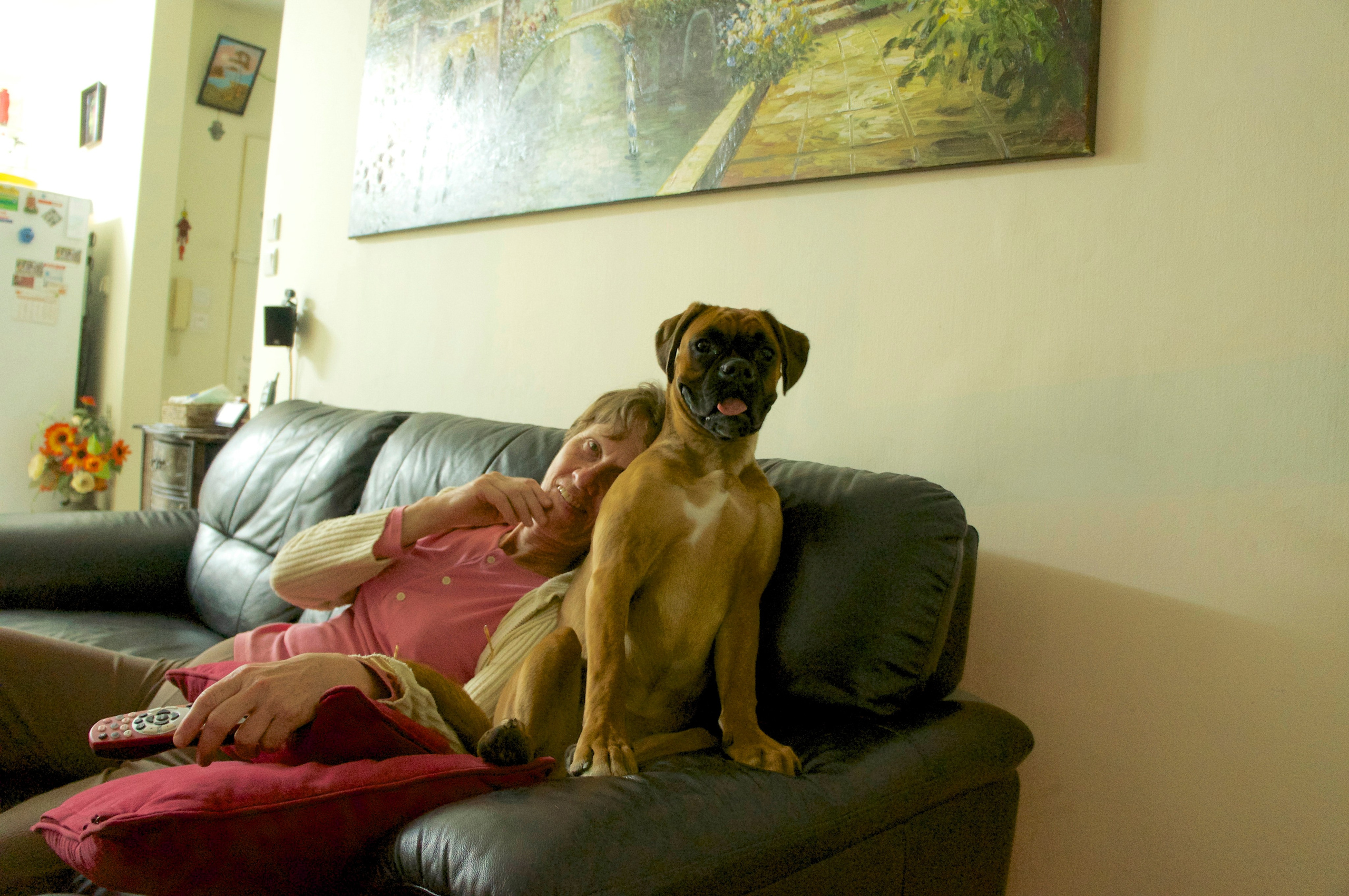 My ״Star״ Boxer Dog