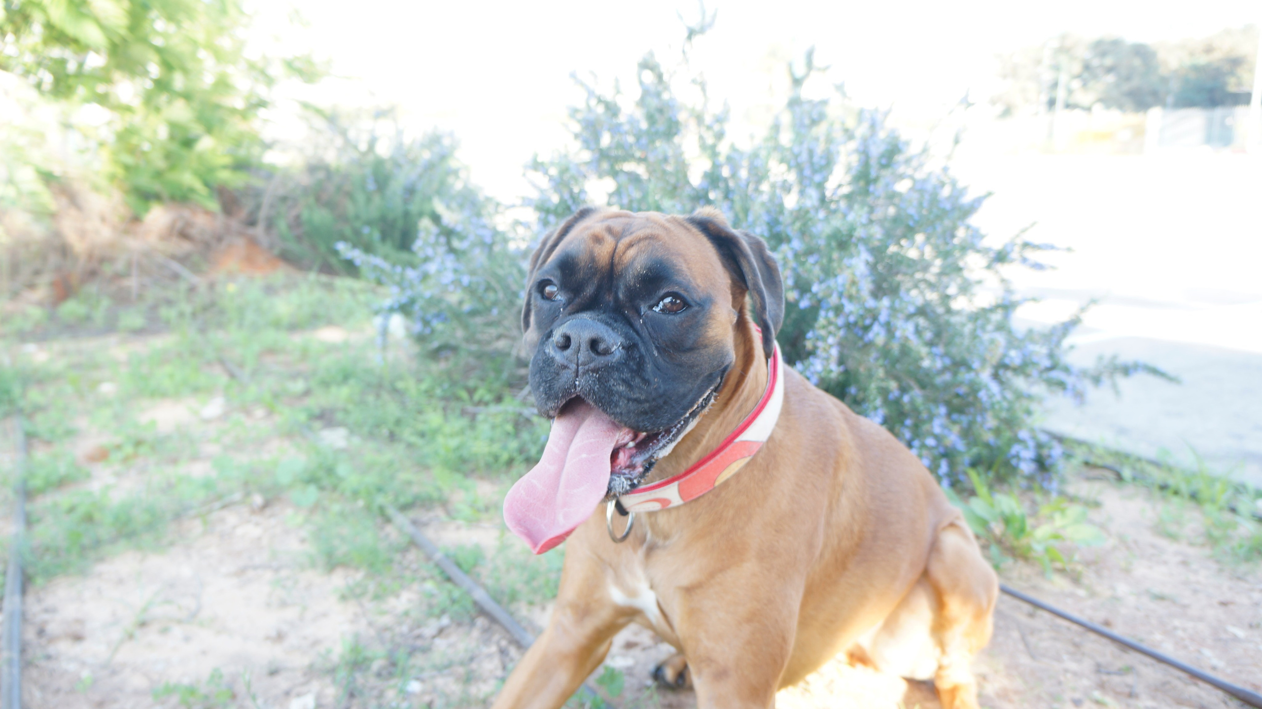 My ״Star״ Boxer Dog