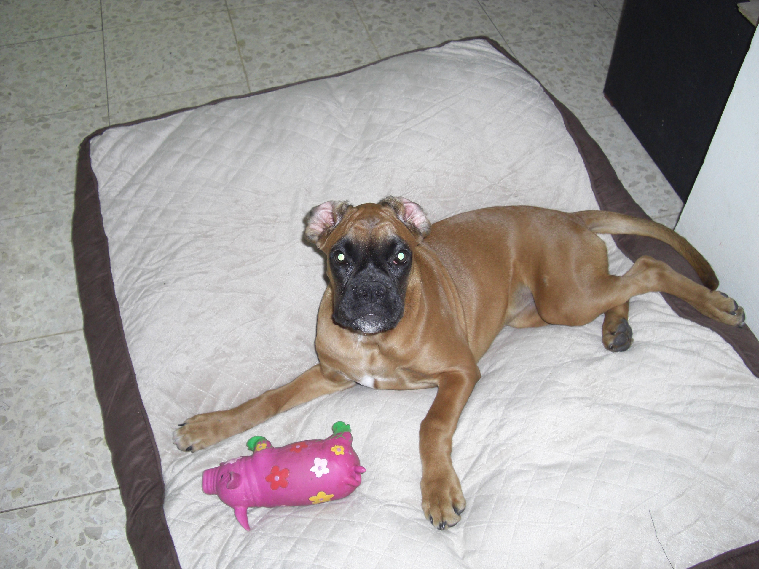 My ״Star״ Boxer Dog