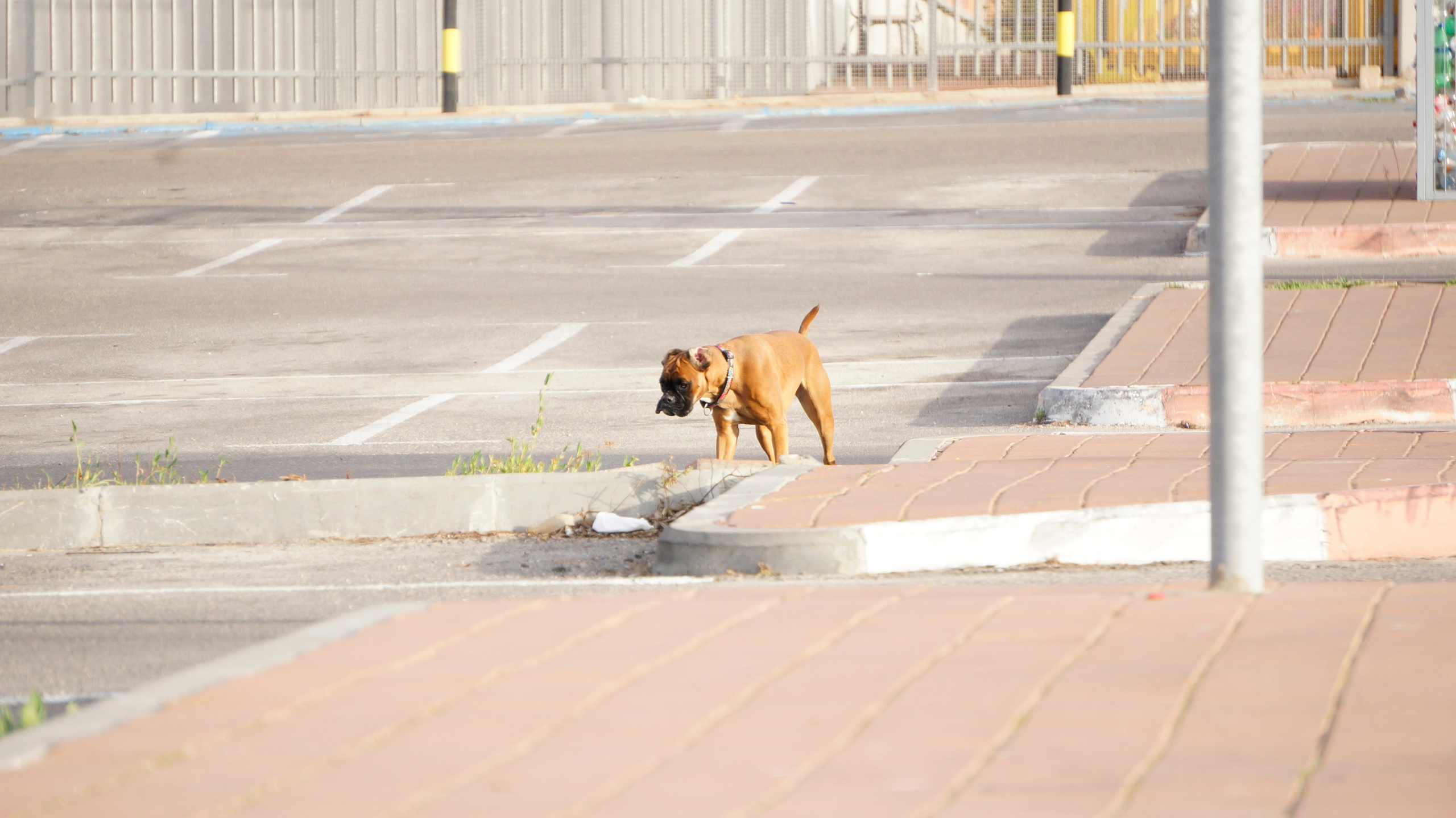 My ״Star״ Boxer Dog