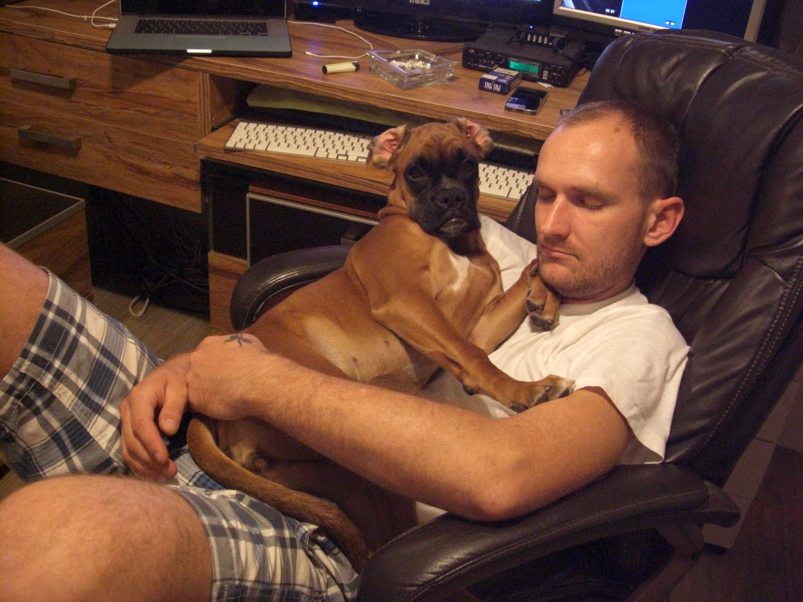 My ״Star״ Boxer Dog