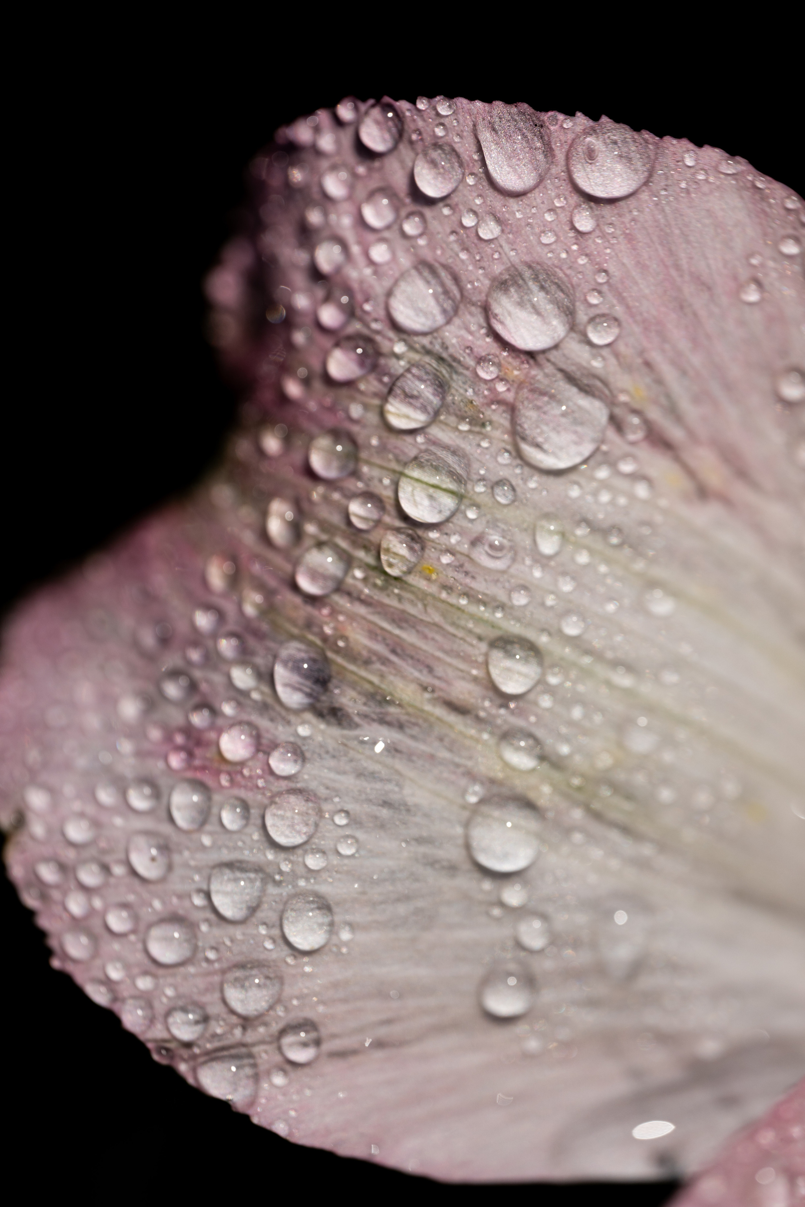 Portfolio. Фотограф в Риге и Юрмале Виктория Копосова