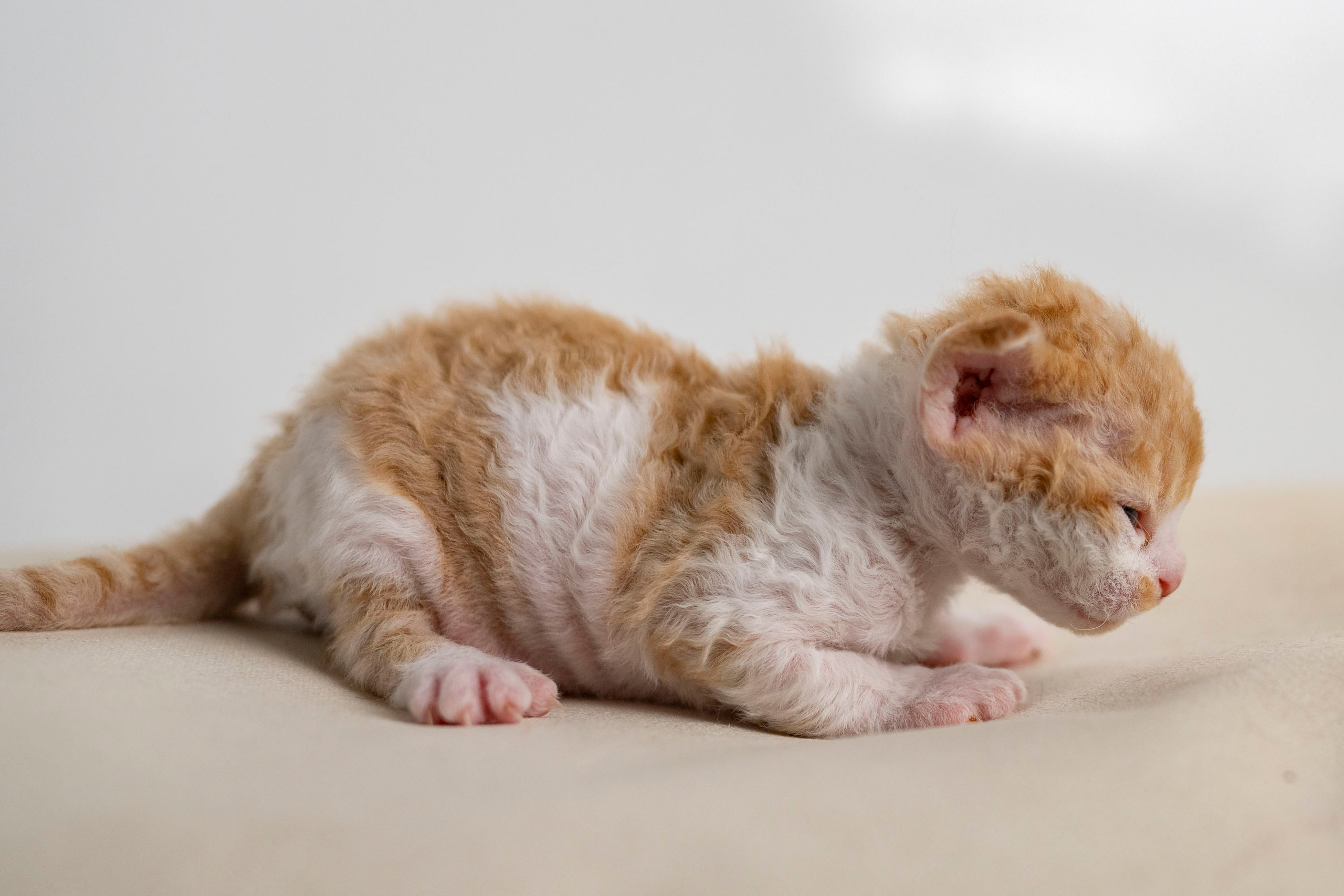 Kittens 11.23.23. Devon Rex Pixie Cattery