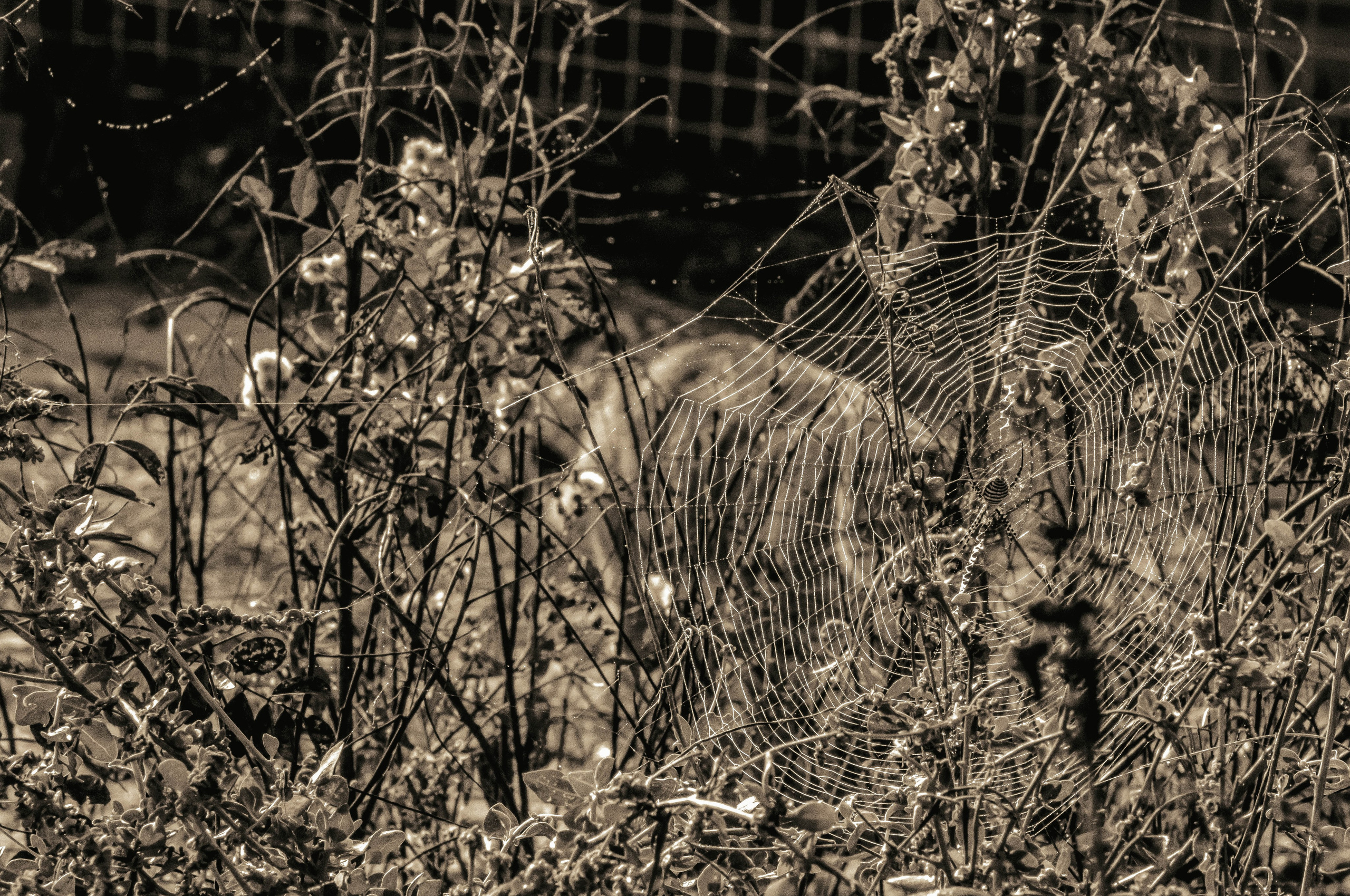 Rojales. Alba del Norte Studio