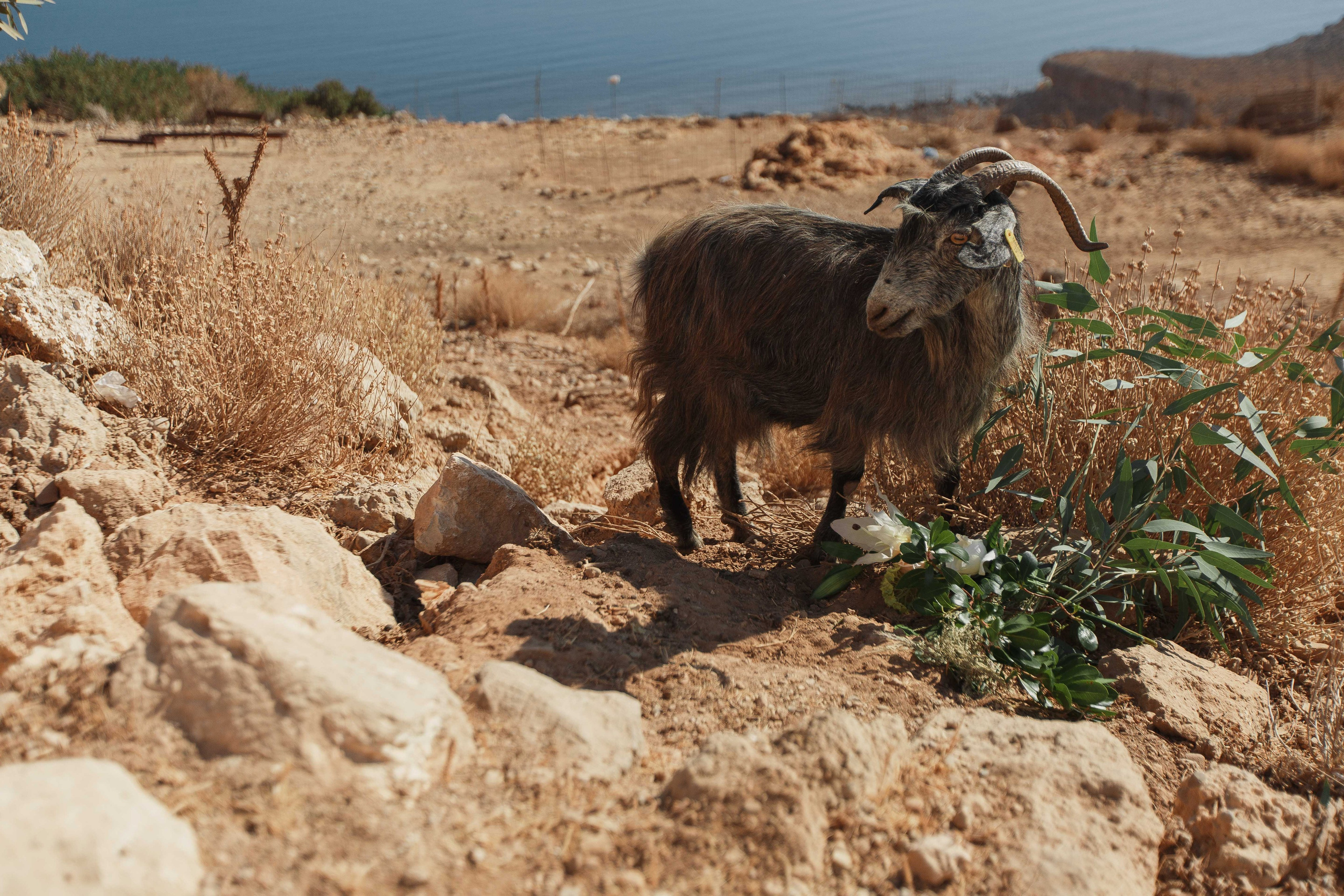 Marino & Steffi, Crete. Denny Savon — Photographer in Santorini | Weddings, Love Stories & Flying Dress