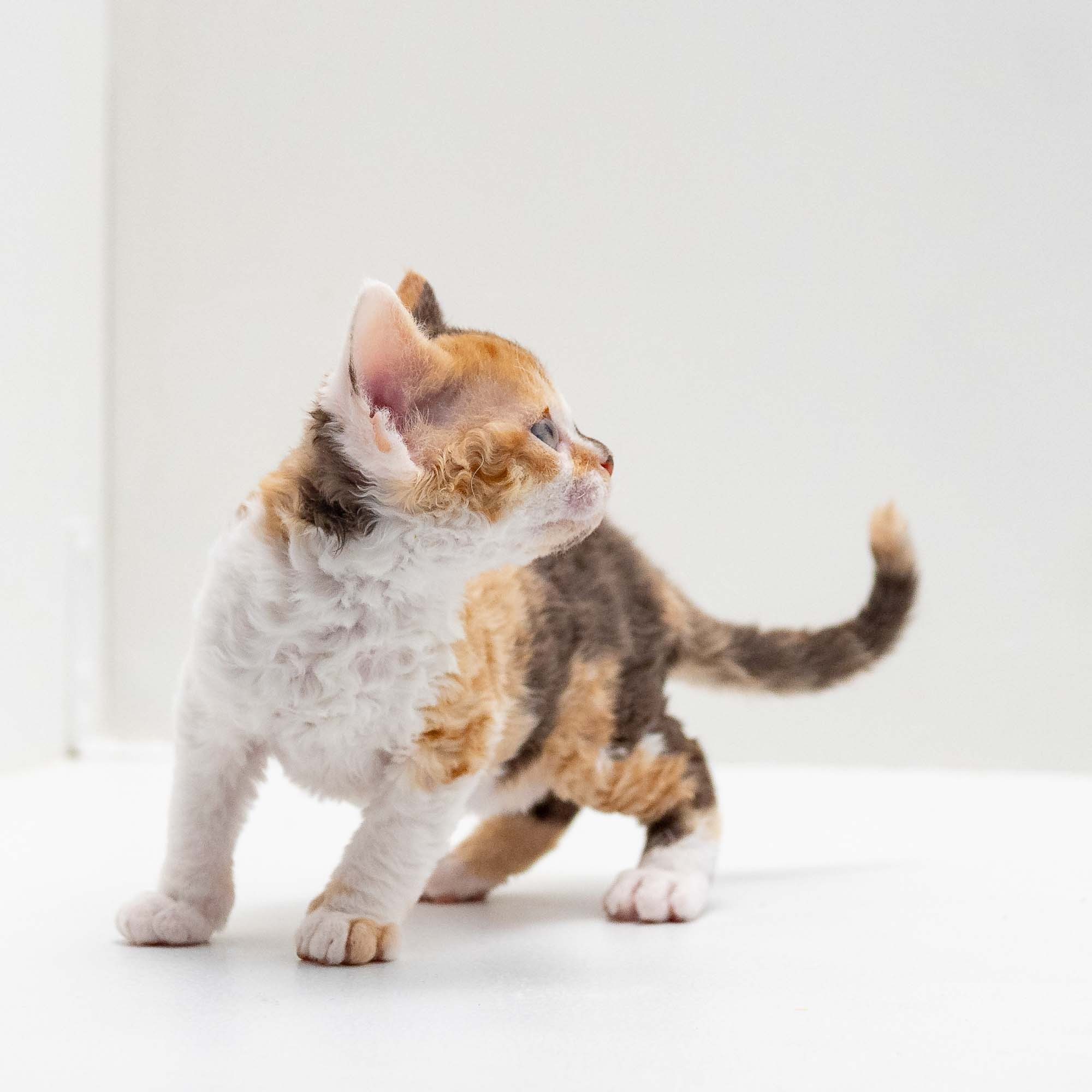 Sepulka,  girl, born on 01.18.25. Devon Rex Pixie Cattery