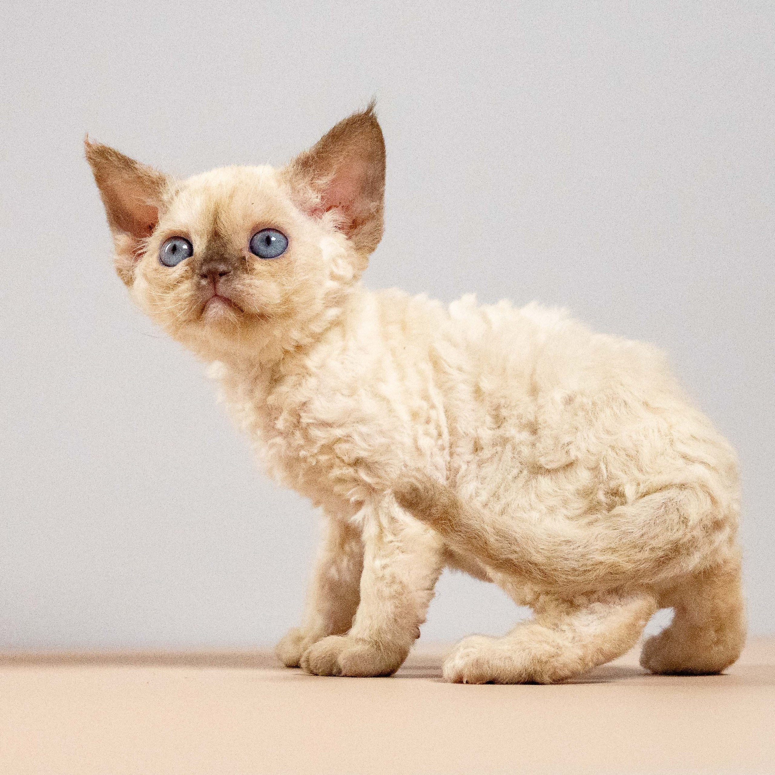 Luna, girl, born 12.20.2025. Devon Rex Pixie Cattery