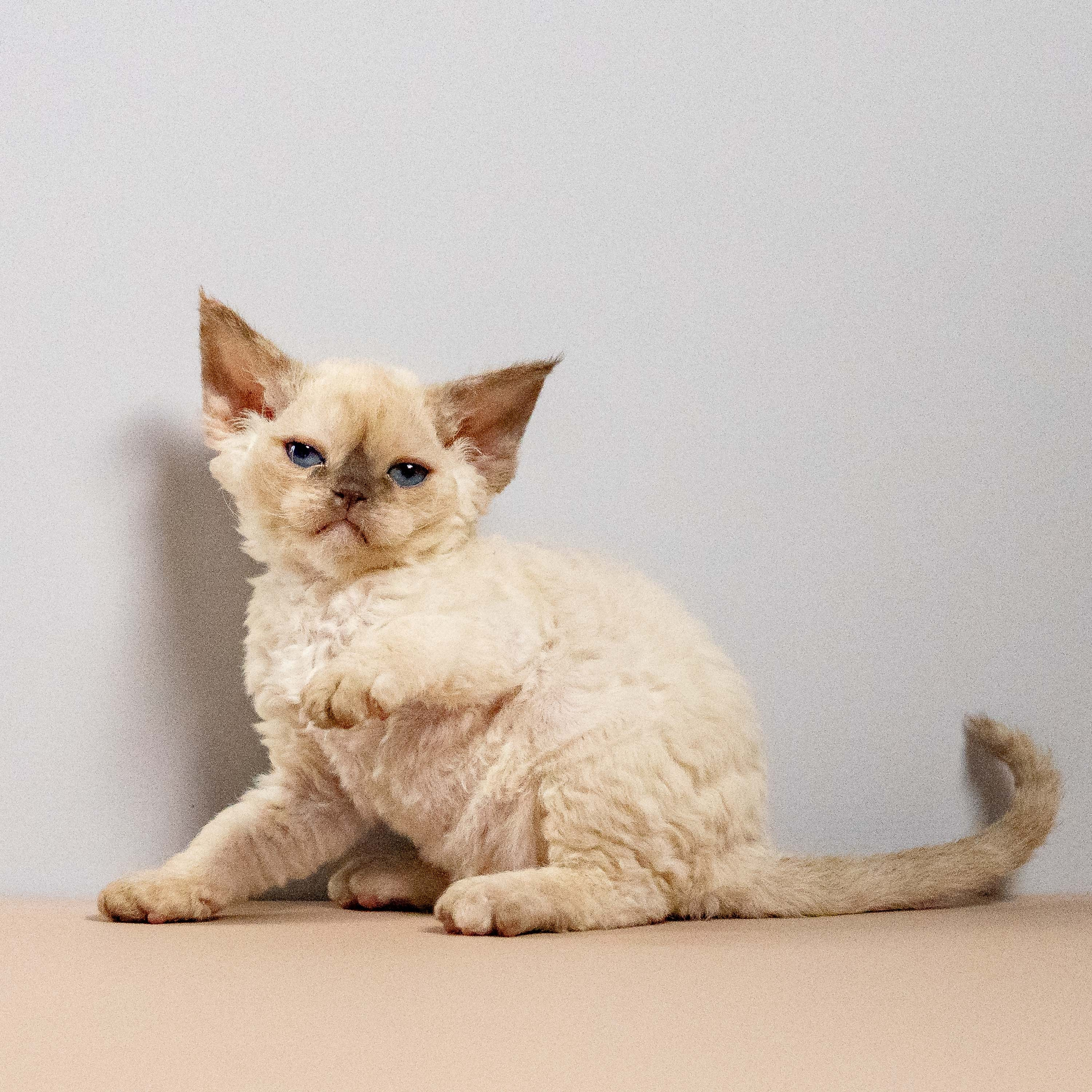 Luna, girl, born 12.20.2025. Devon Rex Pixie Cattery