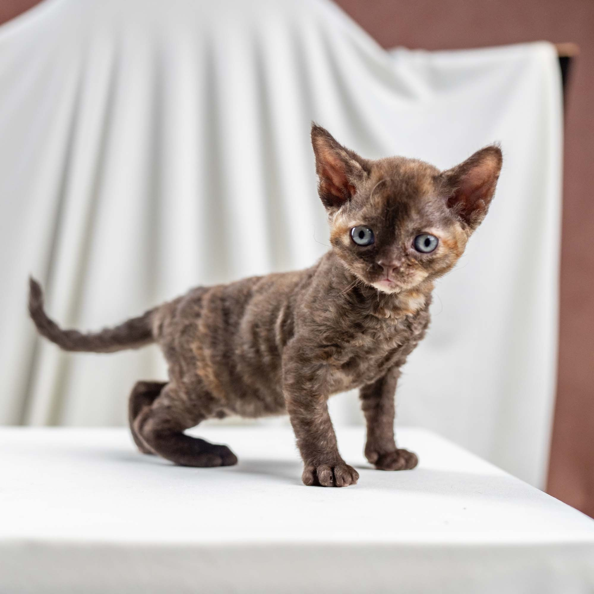 Dory, girl, born on 06.06.24 SOLD. Devon Rex Pixie Cattery