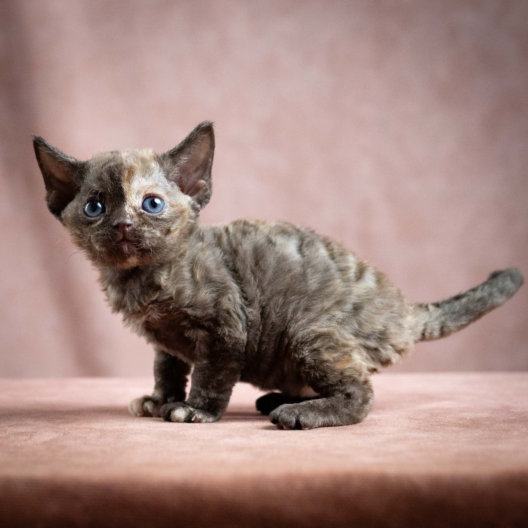 Mocha, girl, born 01.15.26. Devon Rex Pixie Cattery