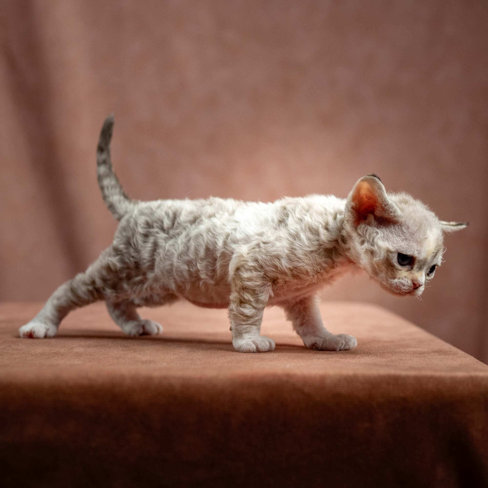 Nova, girl, born 01.17.26. Devon Rex Pixie Cattery