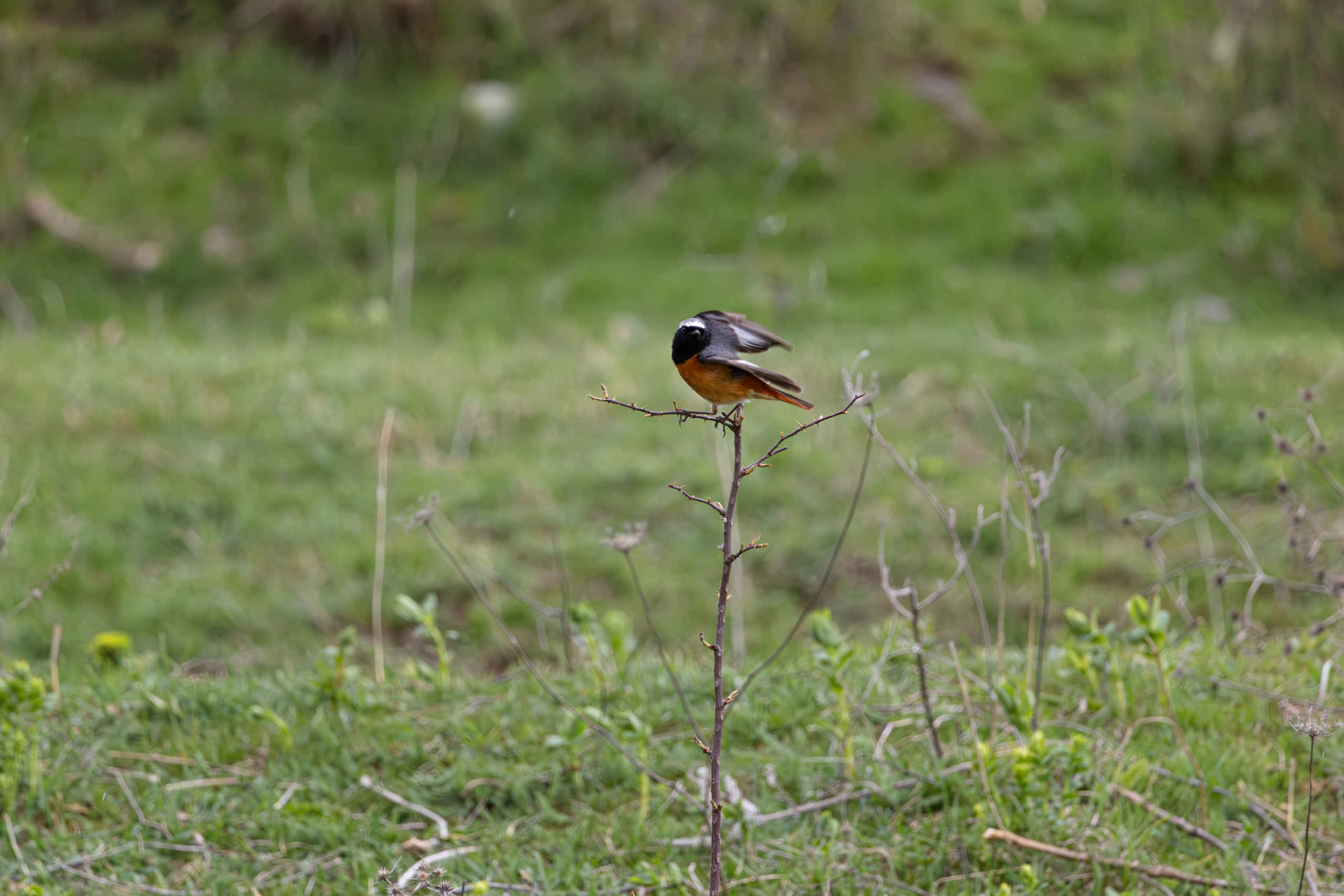 საგაზაფხულო გასეირნება წავკისისწყალის ხეობაში. FramefreeMan
