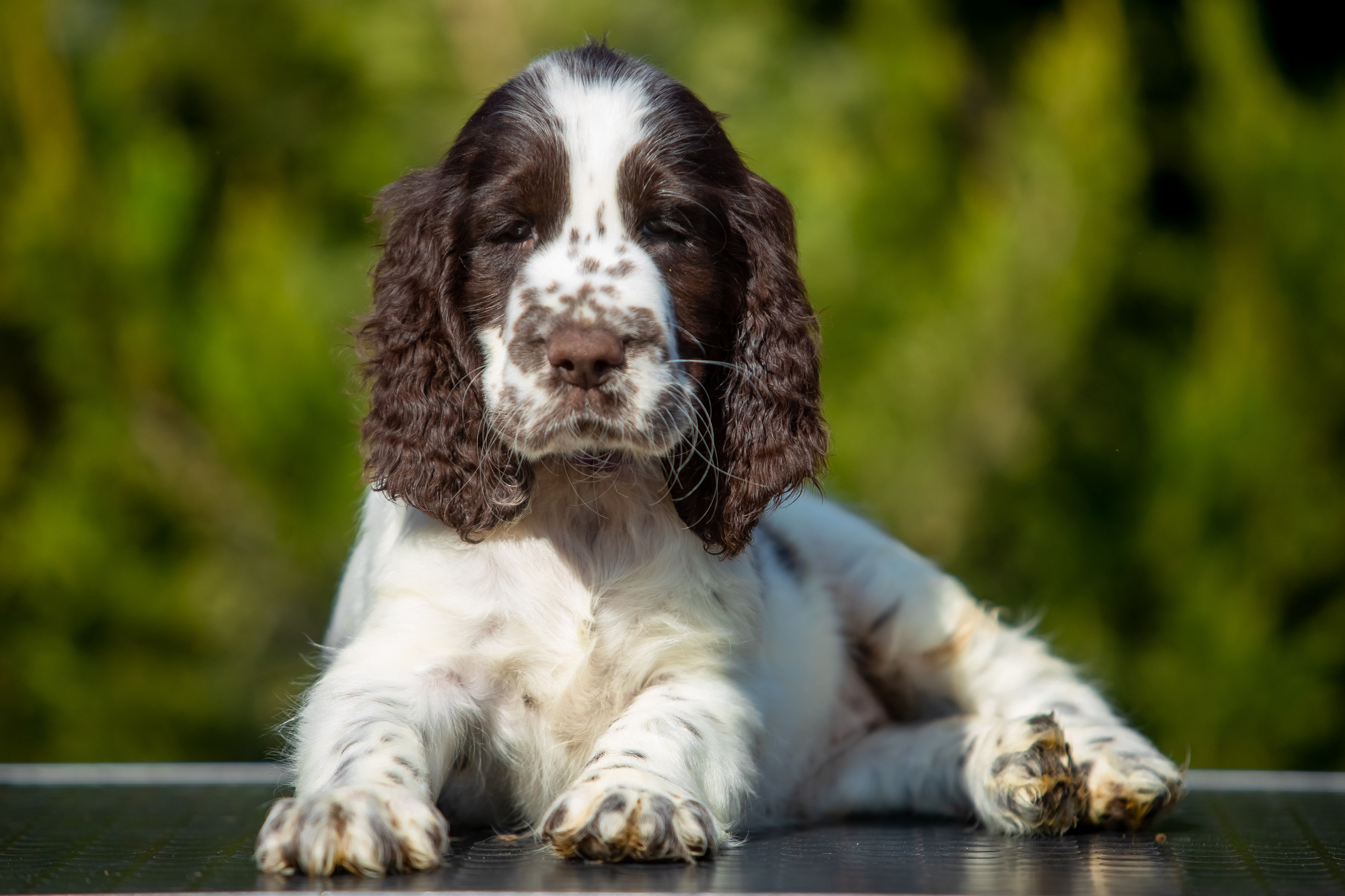 Female — Purple collar💜. Website of the titled stud dog of the Springer Spaniel breed