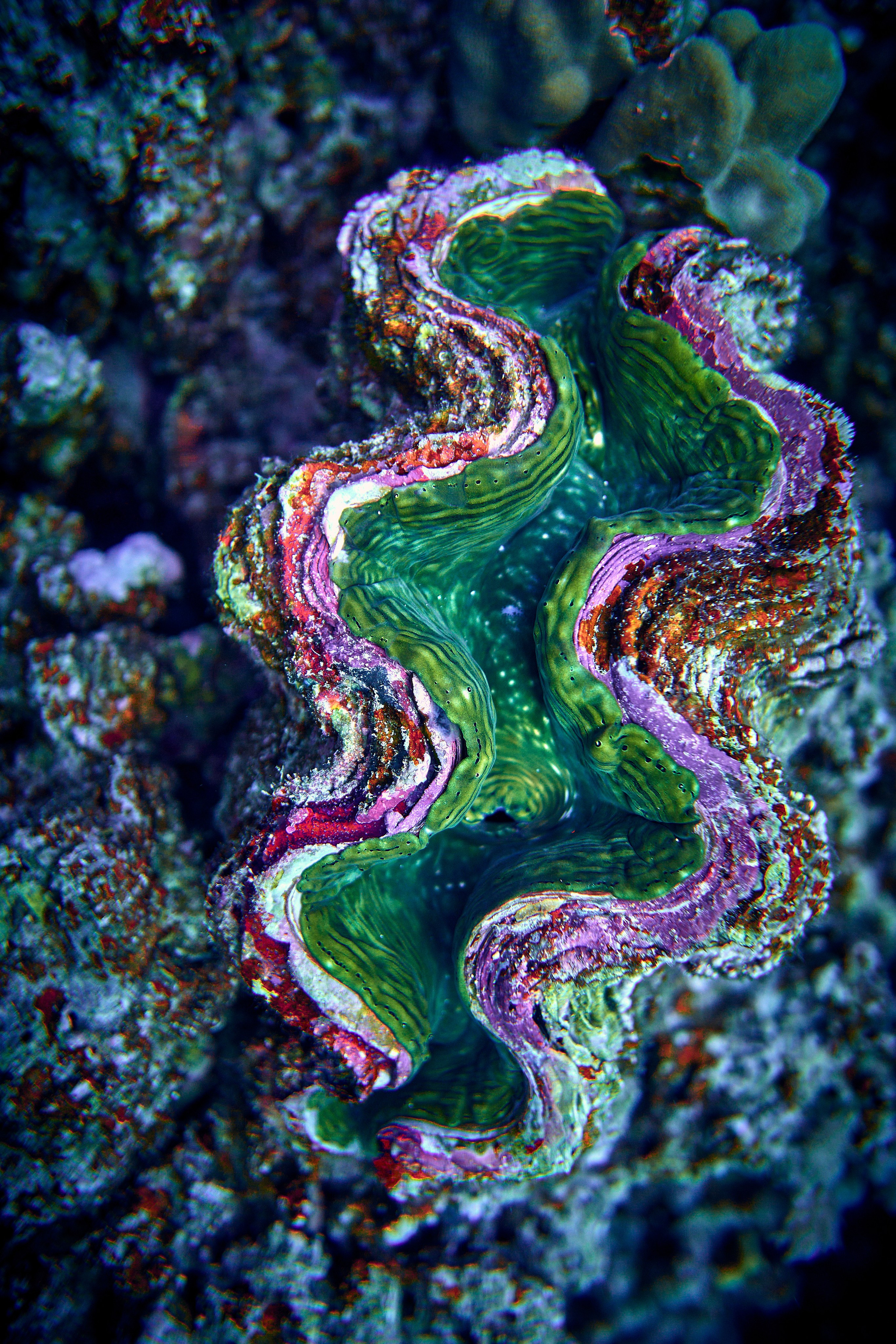 2023-11 - Diving Safari Deep South Egypt. Andriej Szypilow — Photography & Videography