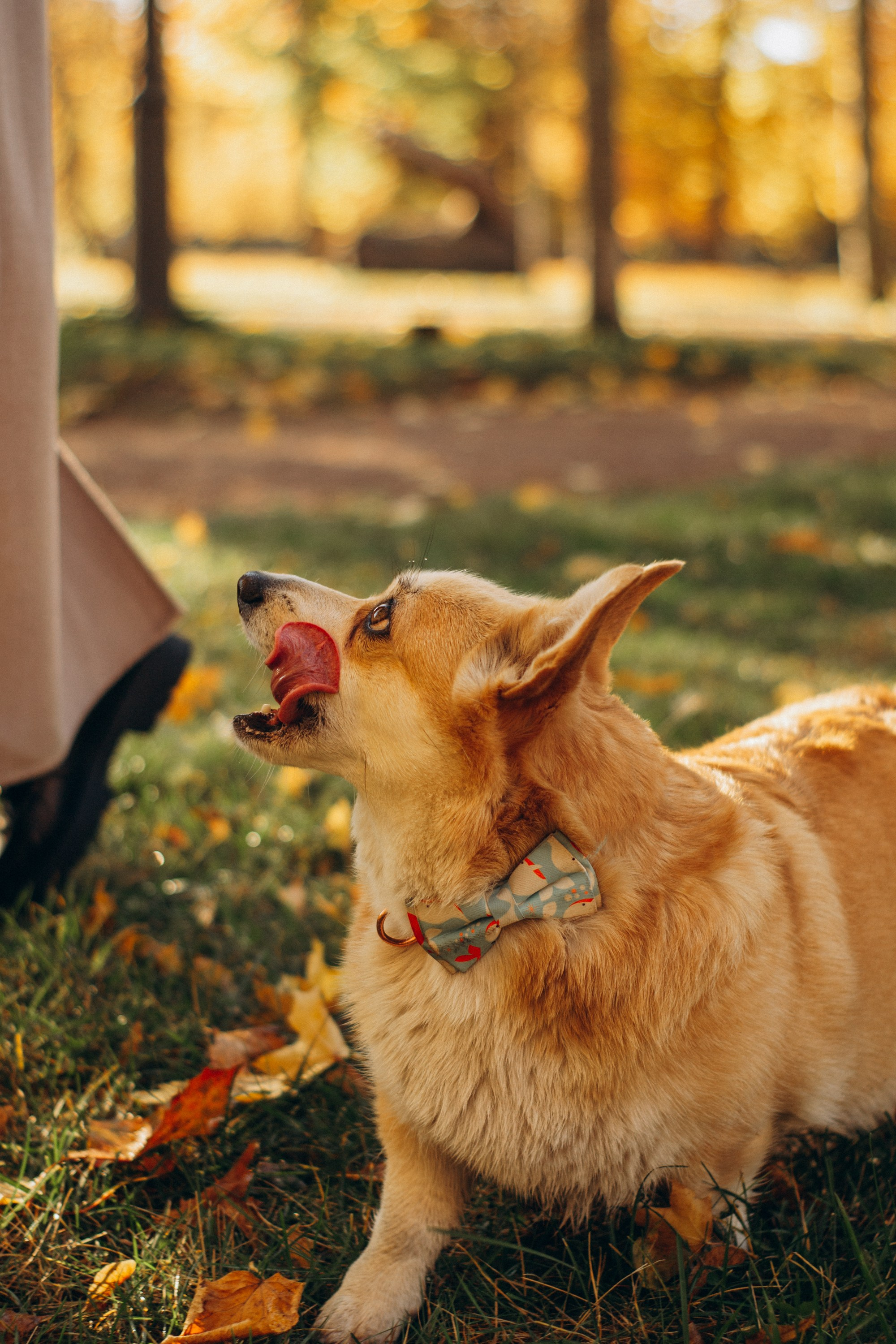 Irina and her Teffy, Pembroke Welsh Corgi. Kat Laisaar — Pet photographer in Tallinn