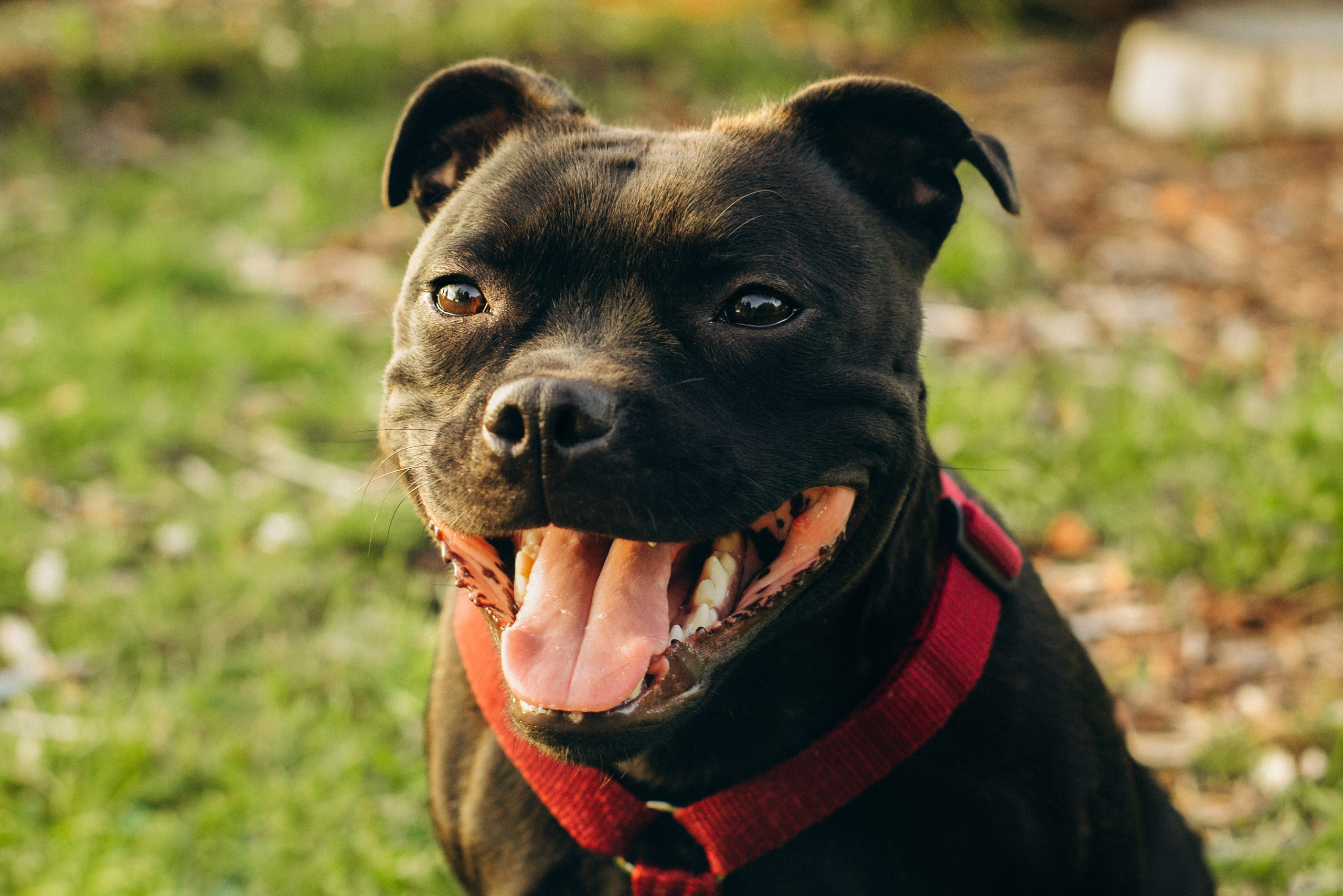 Severa and Barracuda, Staffordshire Bull Terriers. Kat Laisaar — Pet photographer in Tallinn