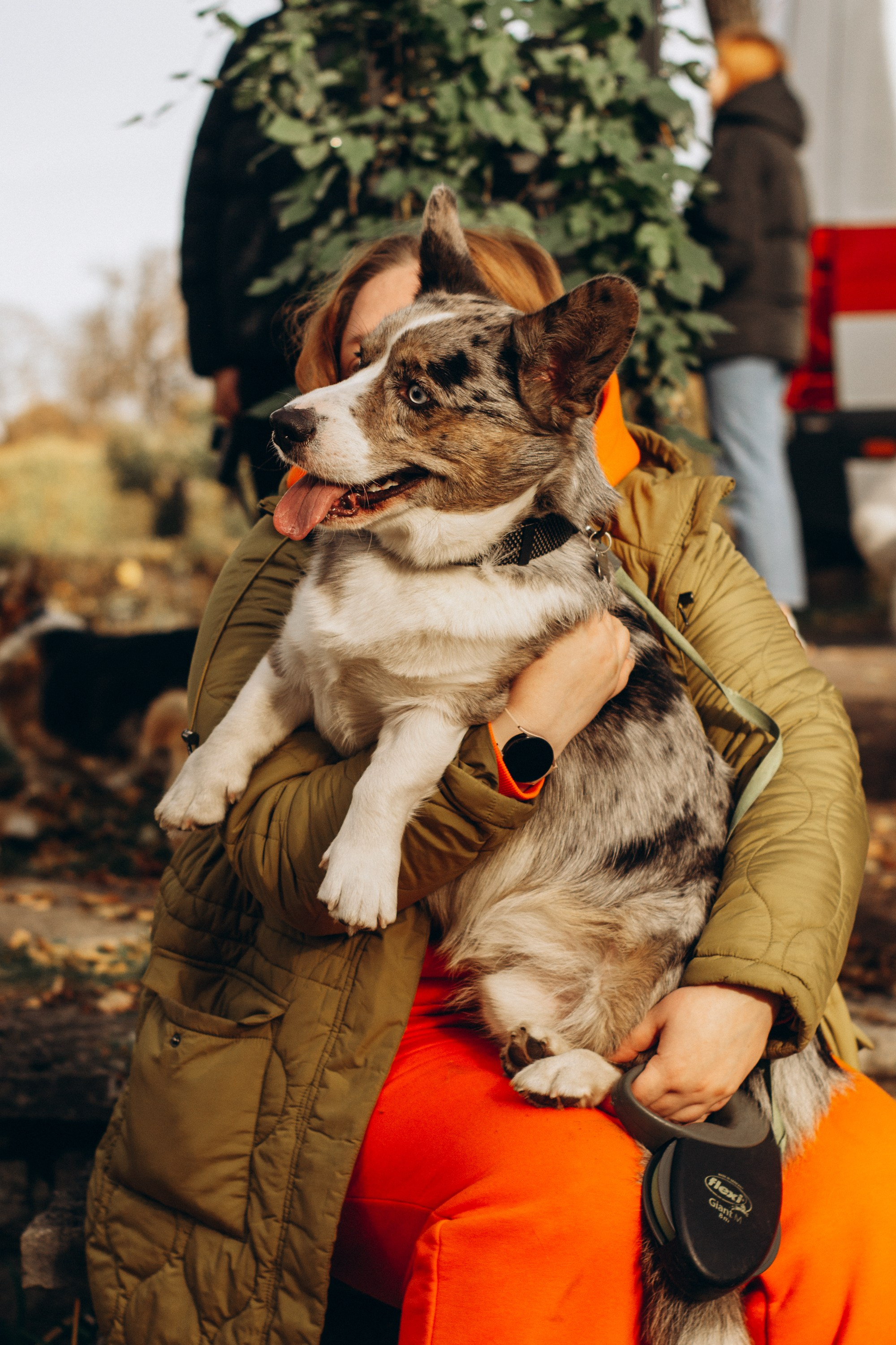 Corgi party, october. Kat Laisaar — Pet photographer in Tallinn