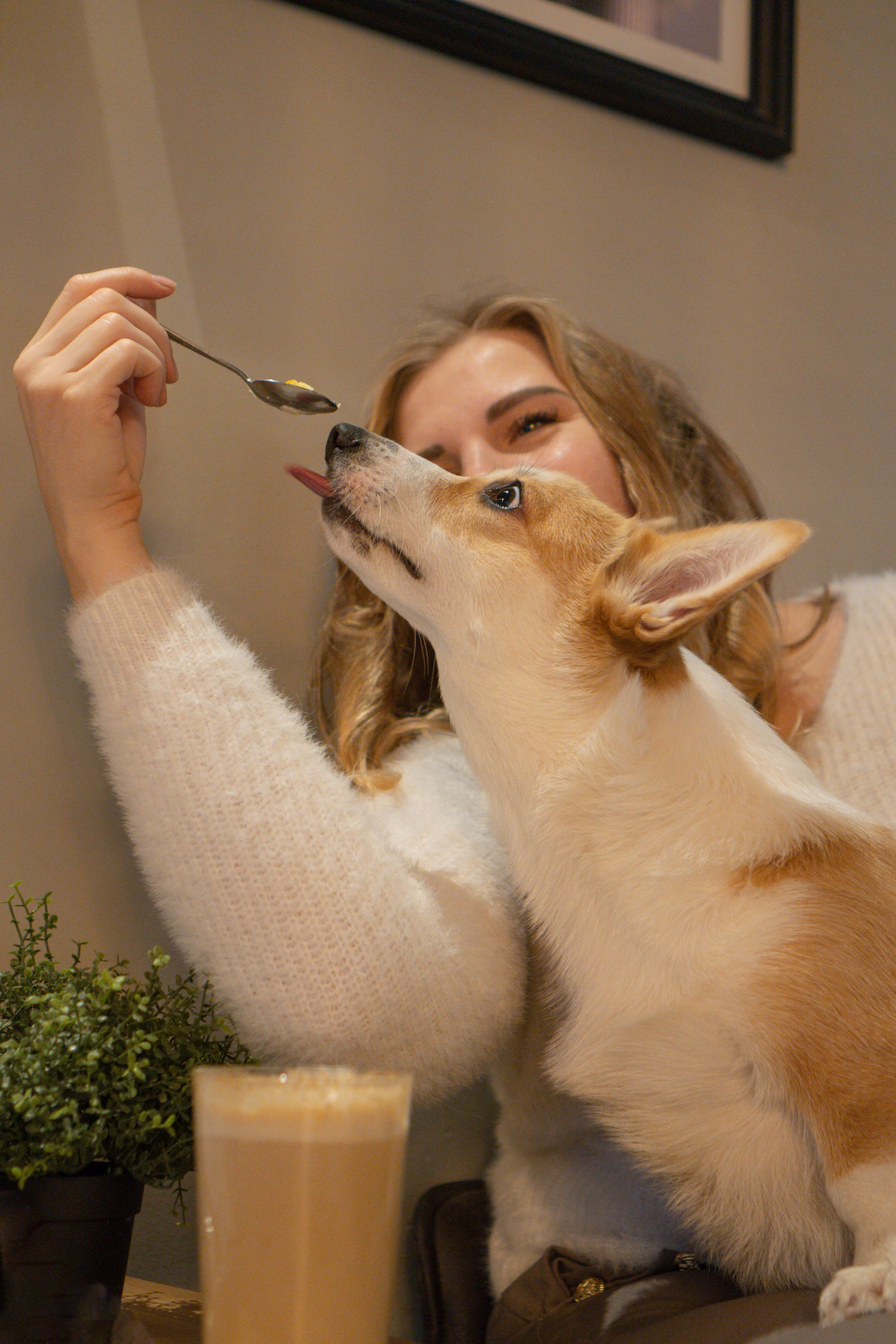 Maarika, Jegor and their Luna, Pembroke Welsh Corgi. Kat Laisaar — Pet photographer in Tallinn
