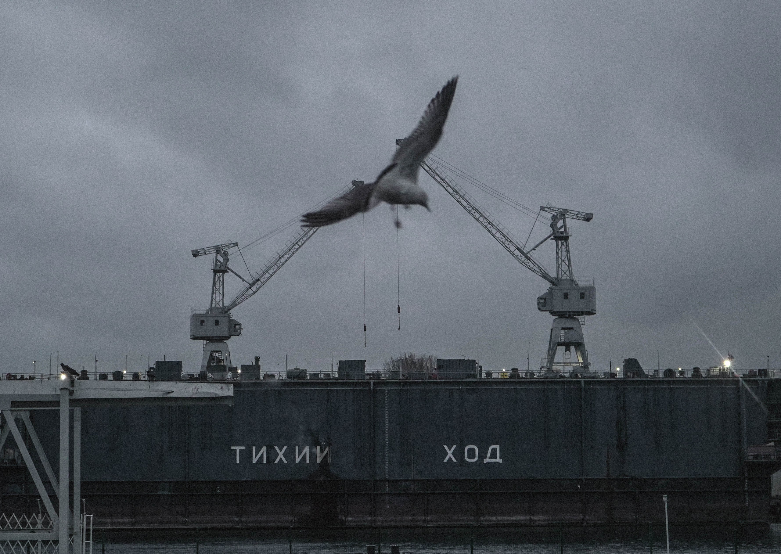 Пернатый психоз. Стрит-фотография, полная абсурда, идиотизма и красоты