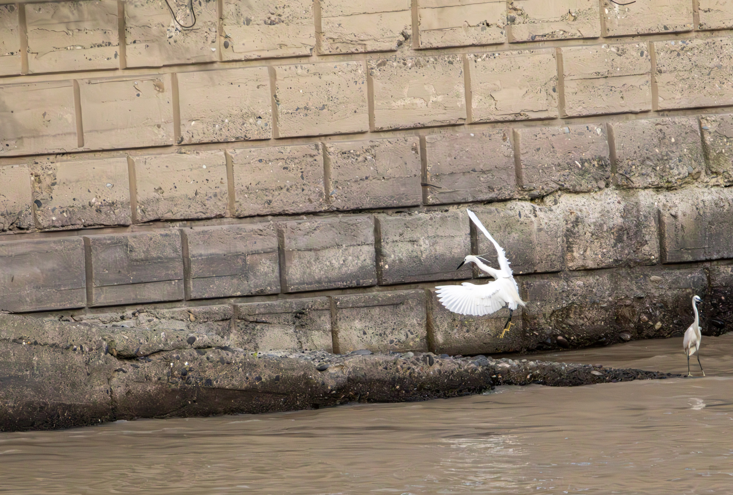 მტკვრის ხეობის ყველაზე ლამაზი სტუმარი. FramefreeMan