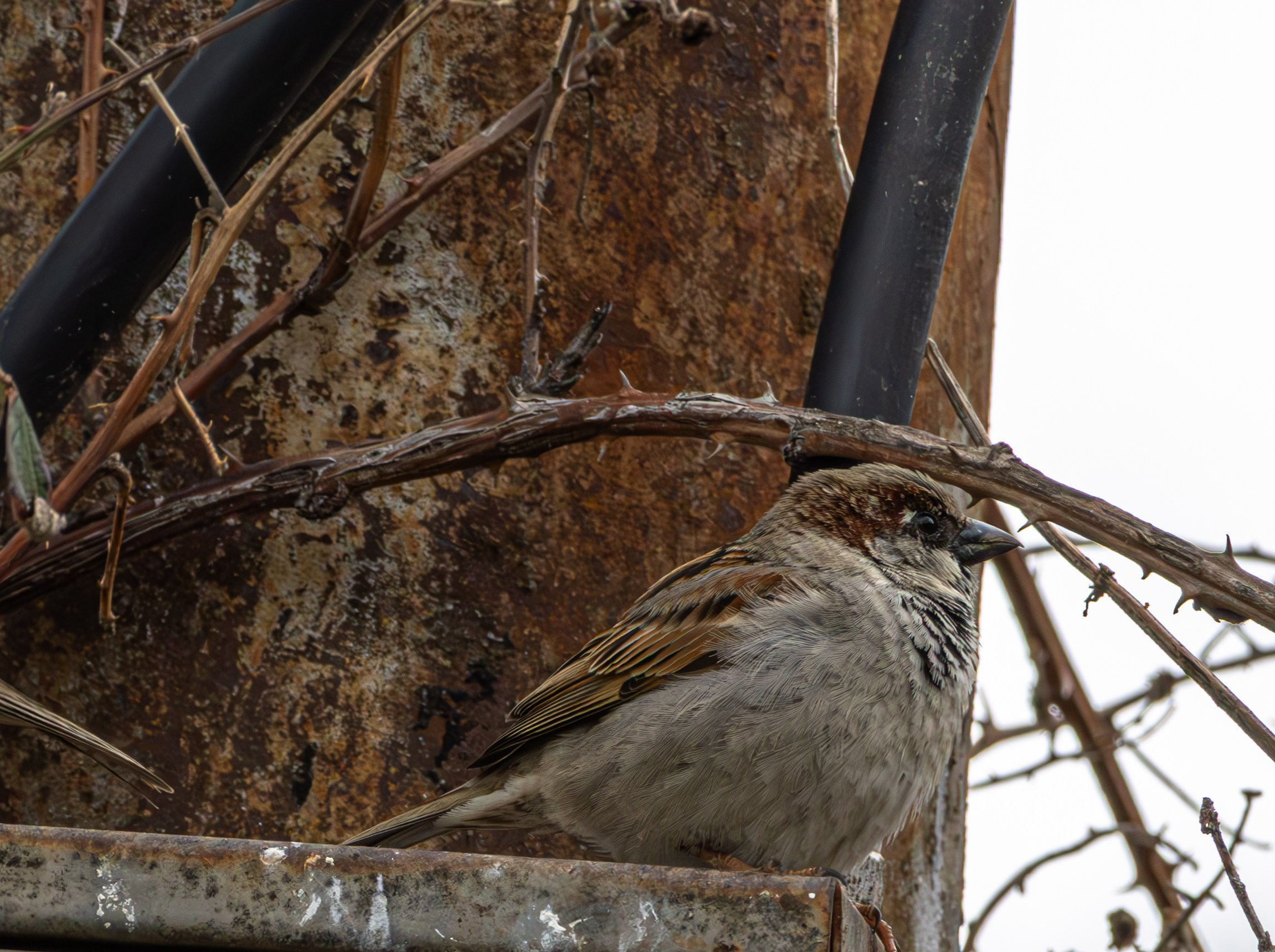საგაზაფხულო გასეირნება წავკისისწყალის ხეობაში. FramefreeMan