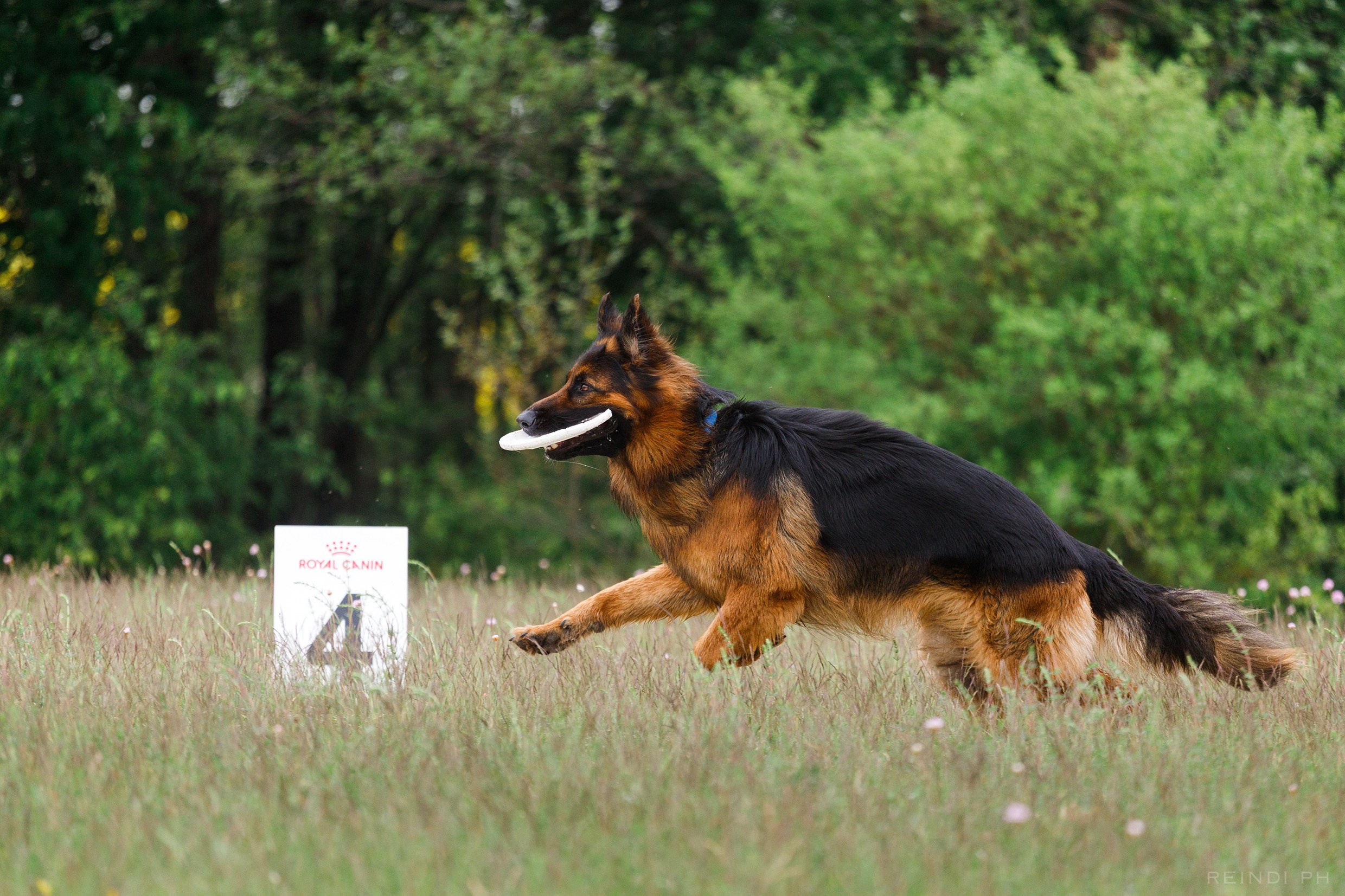 Dog frisbee championship | summer. Kaja | fotograf we Wrocławiu | ludzie i psy