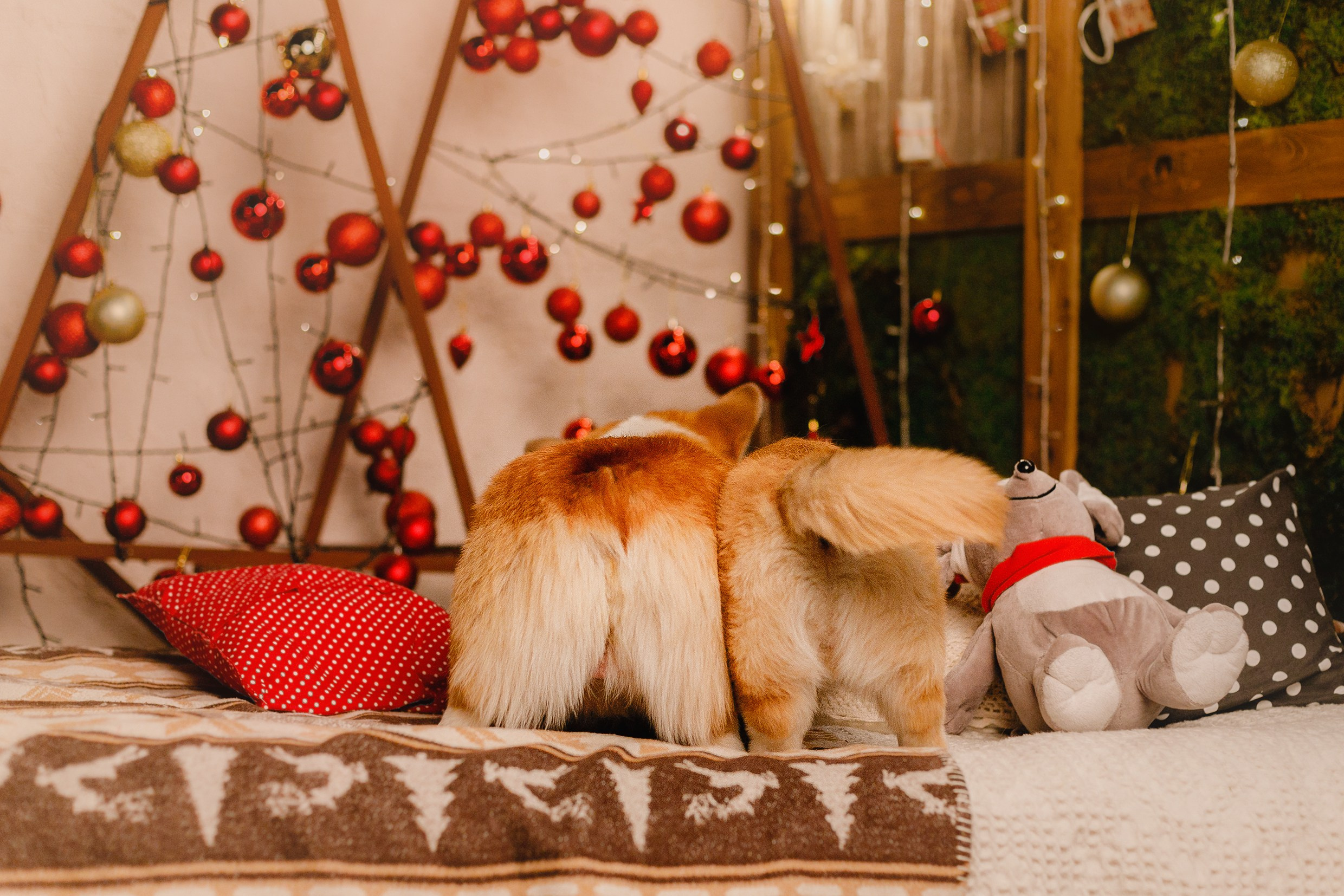 New Year corgis in studio. Kaja | fotograf we Wrocławiu | ludzie i psy