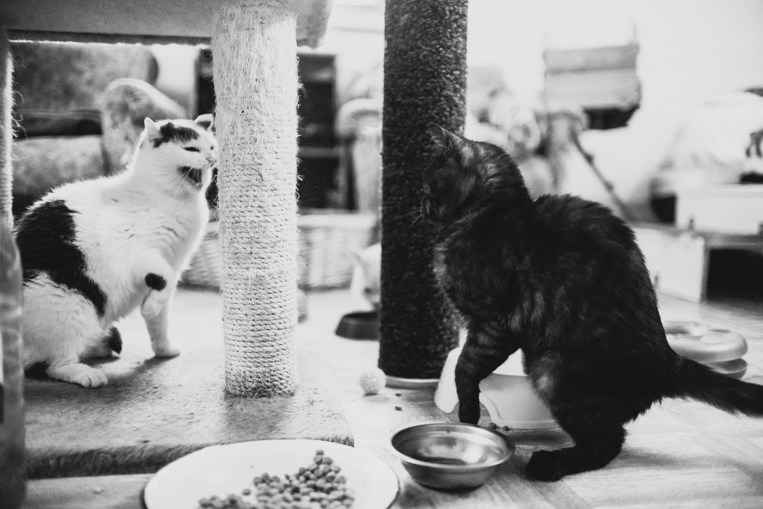 Shelter's cats for adoption. Kaja | fotograf we Wrocławiu | ludzie i psy