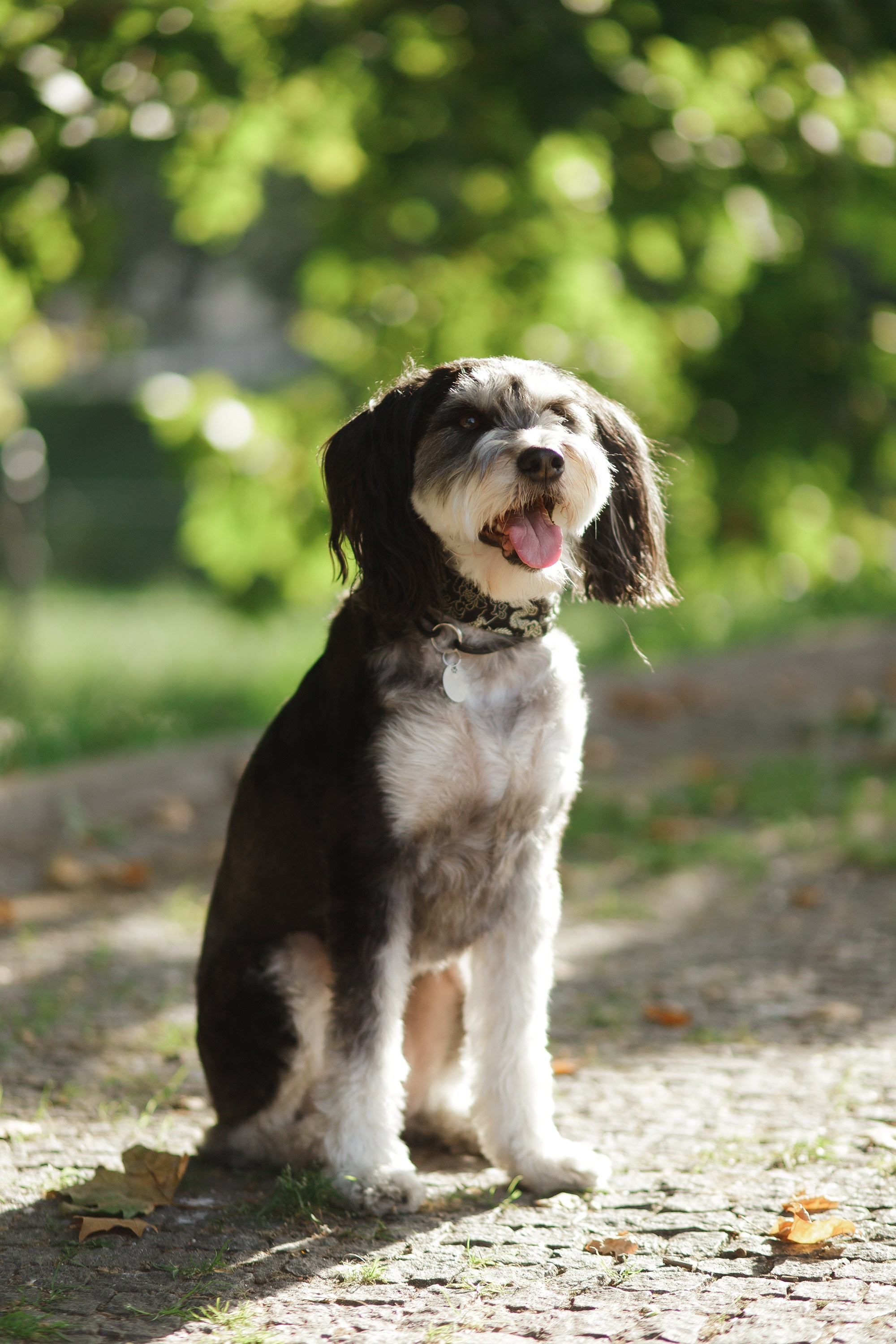 Lera & Flora. Kaja | fotograf we Wrocławiu | ludzie i psy