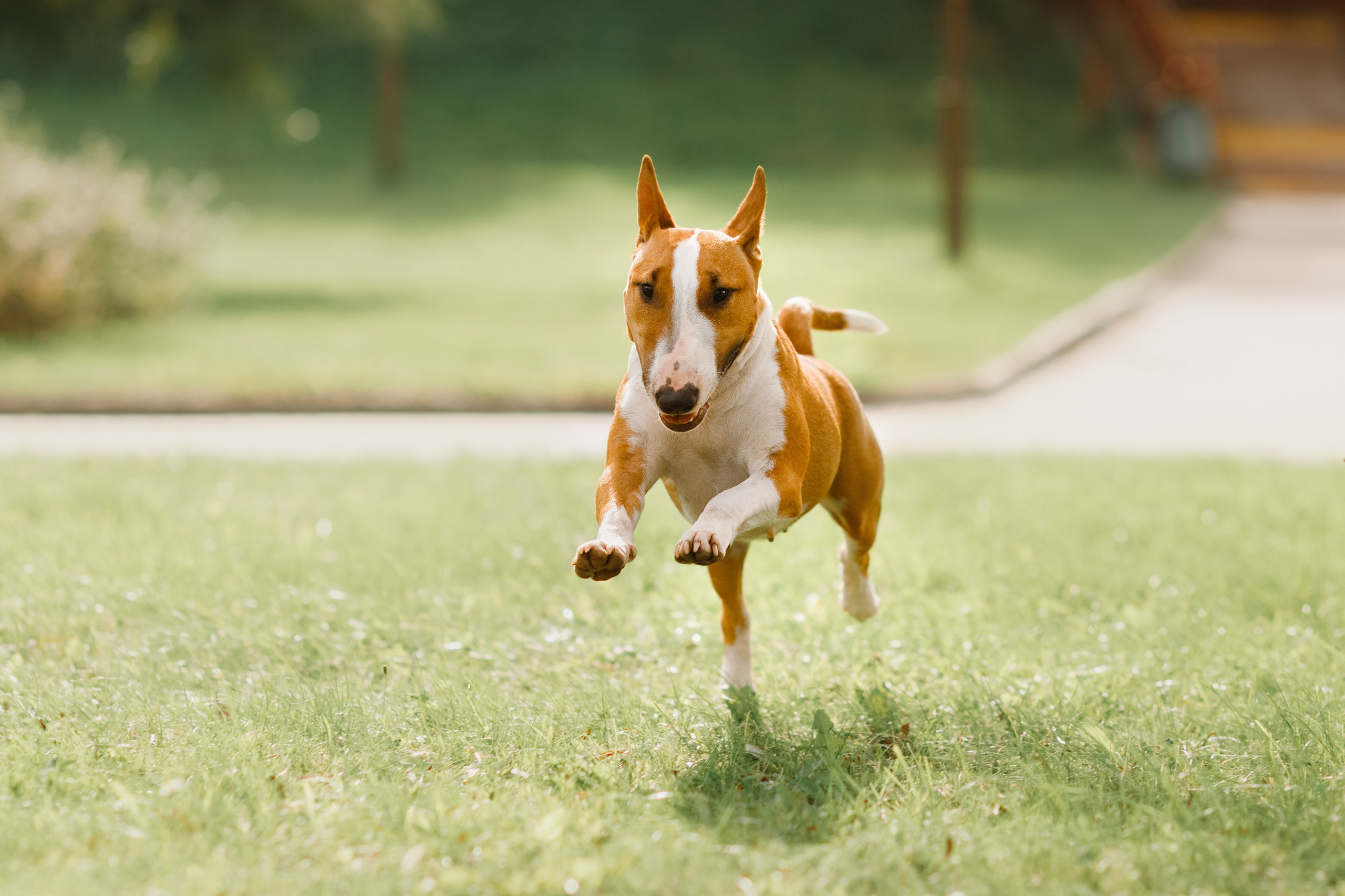 Summer photo day for dog handler. Kaja | fotograf we Wrocławiu | ludzie i psy