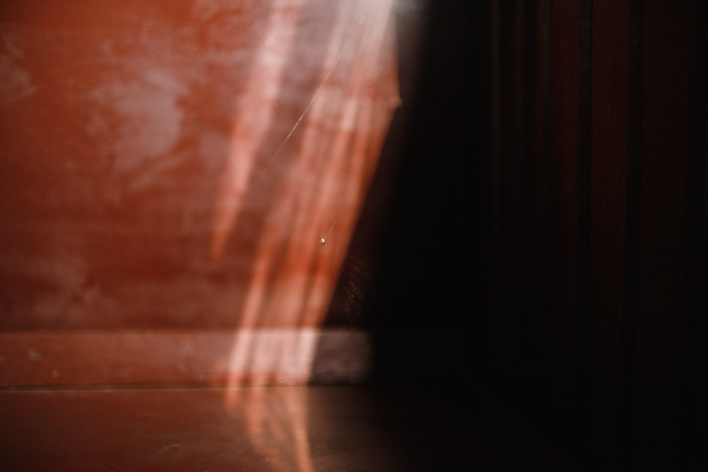 Narrow-gauge railway trip. Kaja | fotograf psów we Wrocławiu