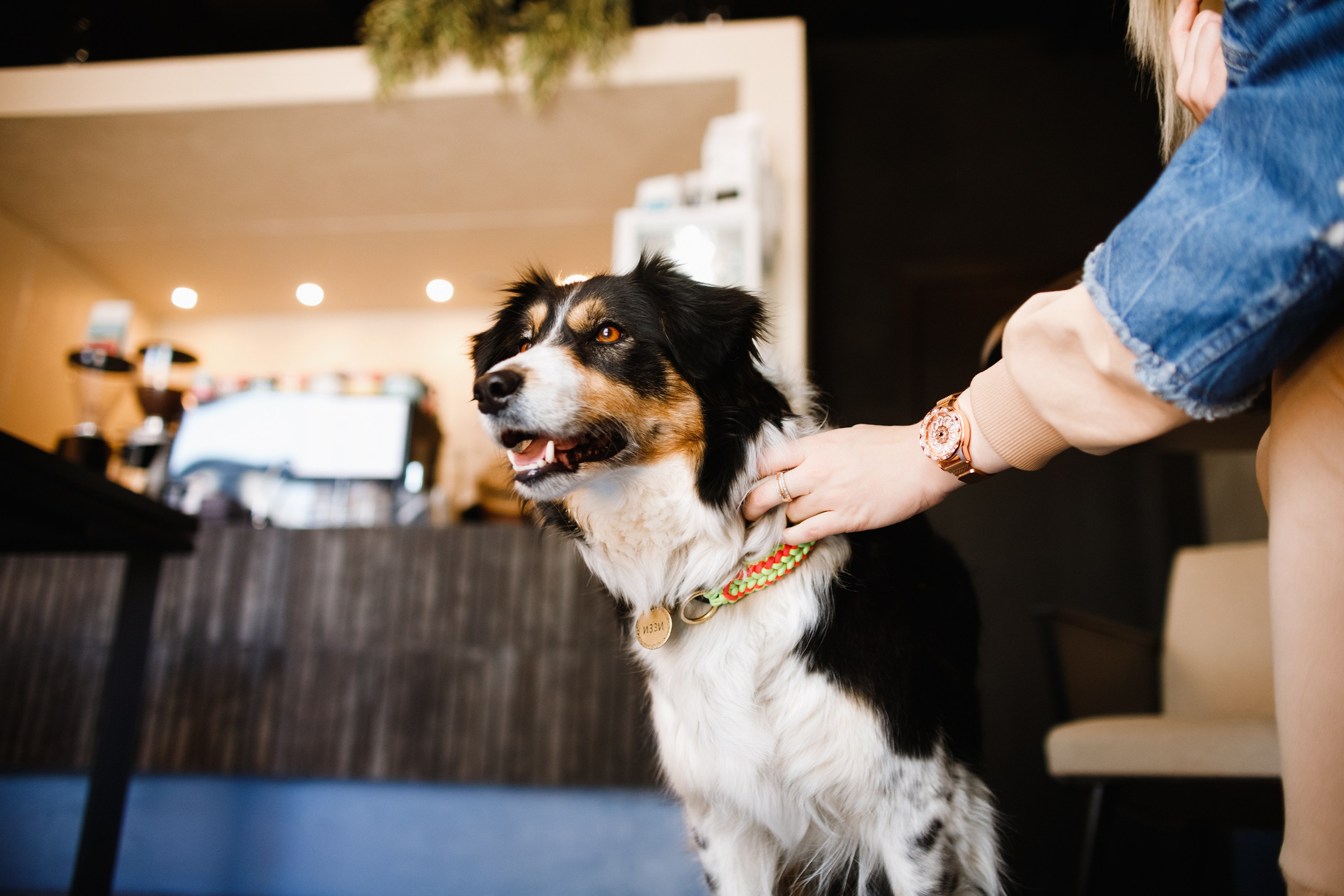 Dog trainer blog content. Kaja | fotograf we Wrocławiu | ludzie i psy